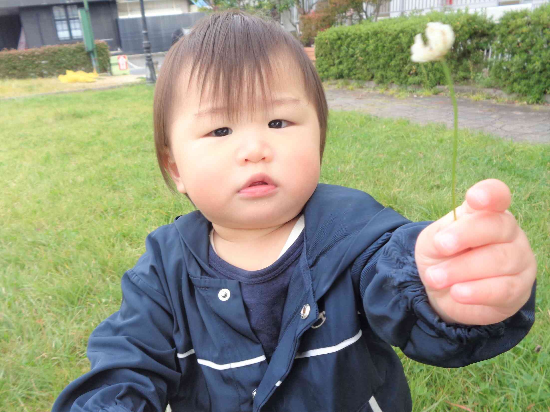 シロツメクサ見つけたよ❤