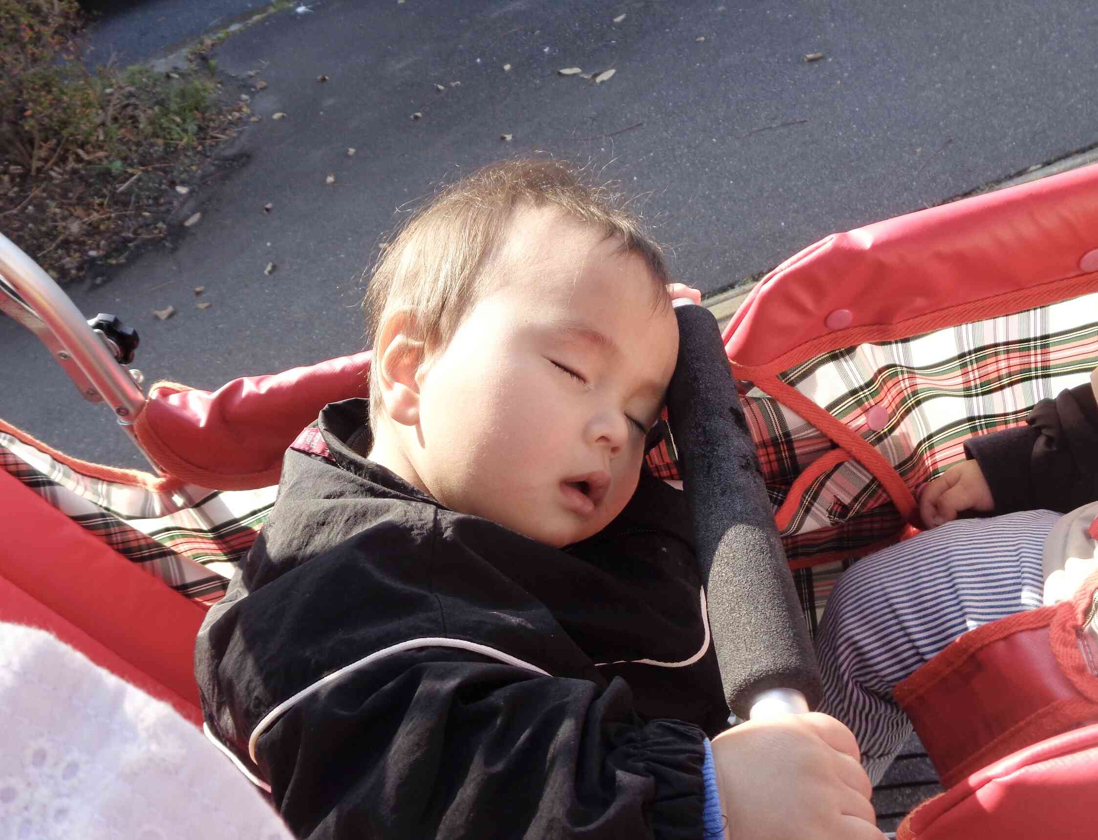 お散歩が気持ち良くて夢の中のおだち❤️