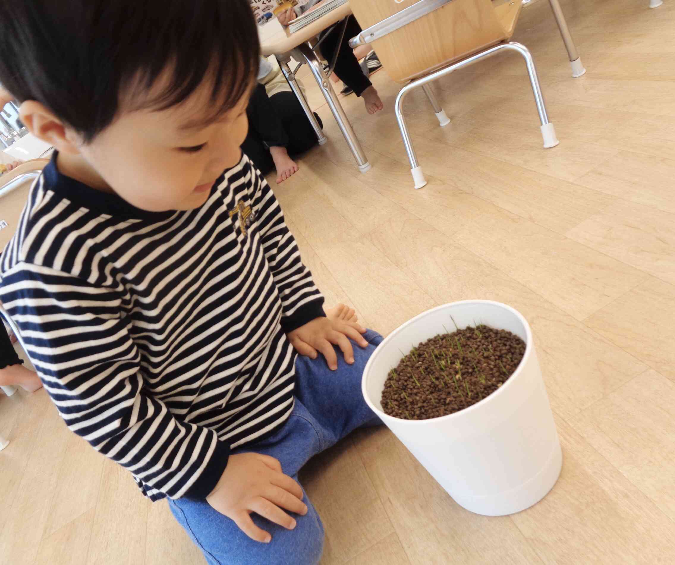 芽が出てきたよ☆