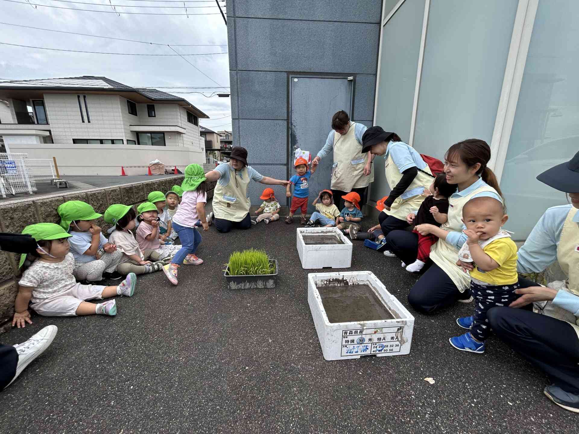 田植え