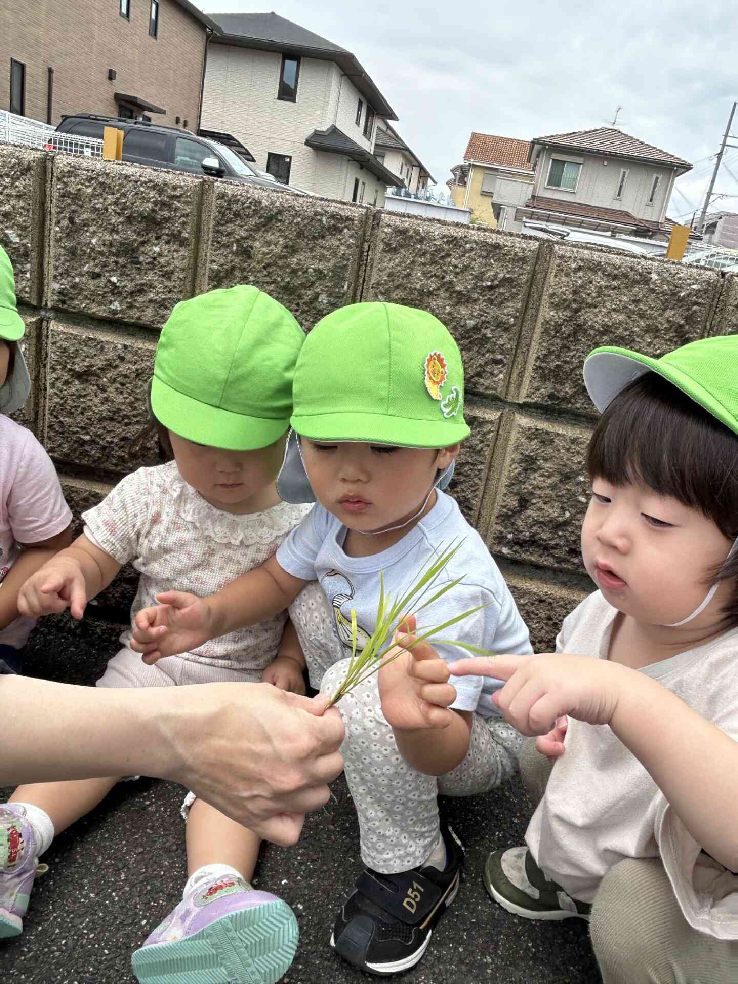 『これが稲・・・。お米になるんだね・・・。』
