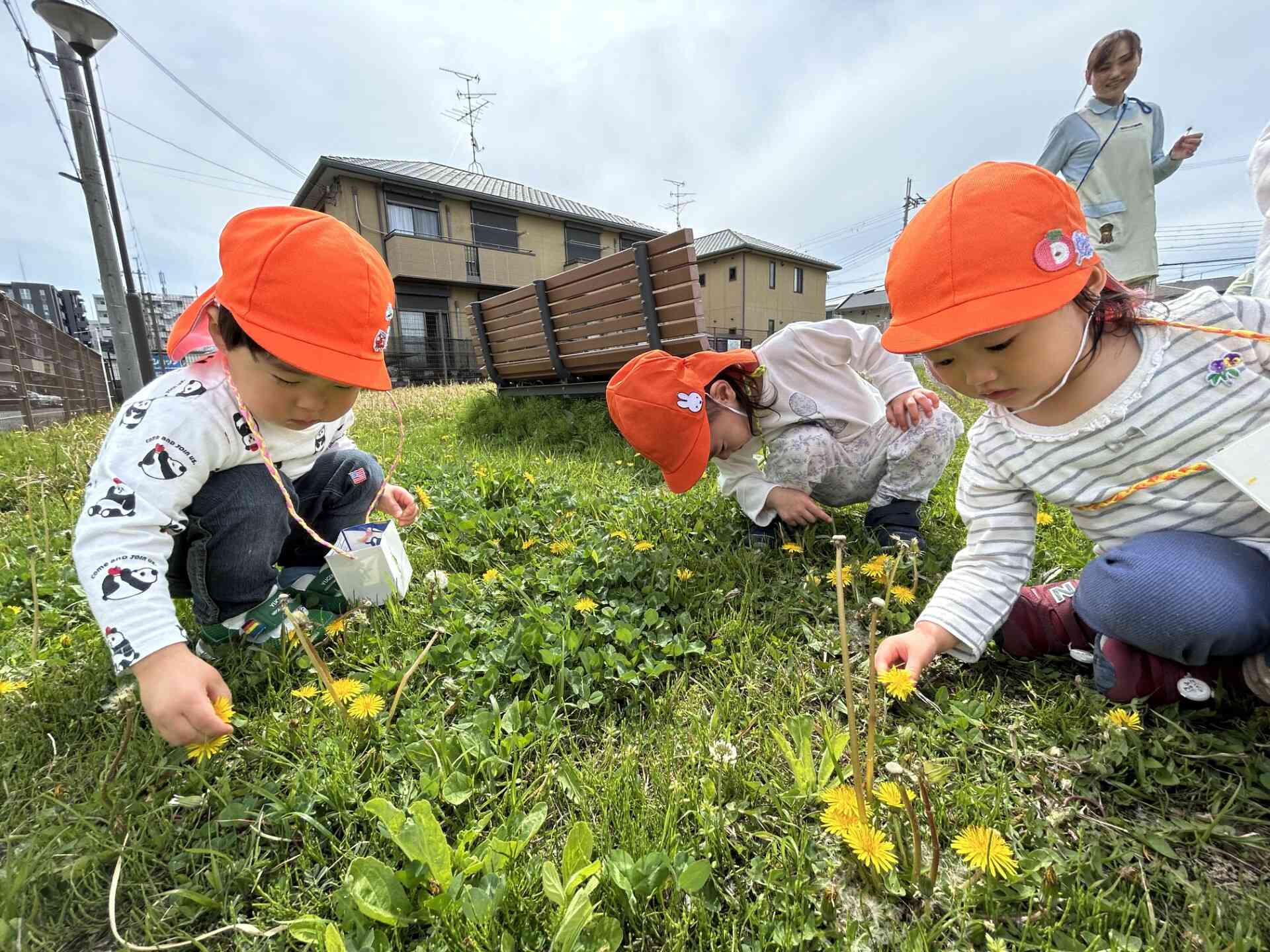 たんぽぽと綿毛を見つけたよ♪
