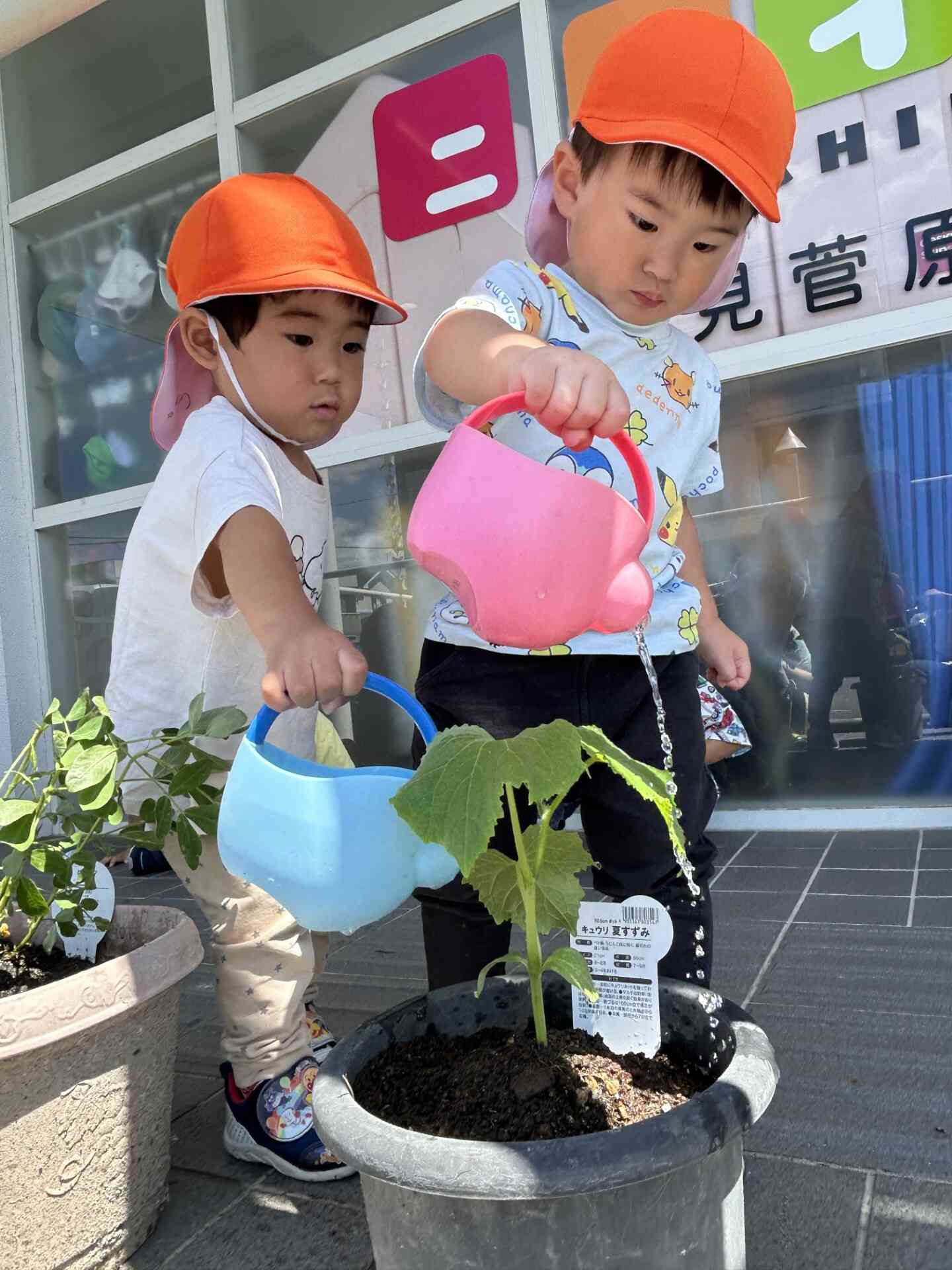 まだかな〜?と成長が待ち遠しい様子でした!