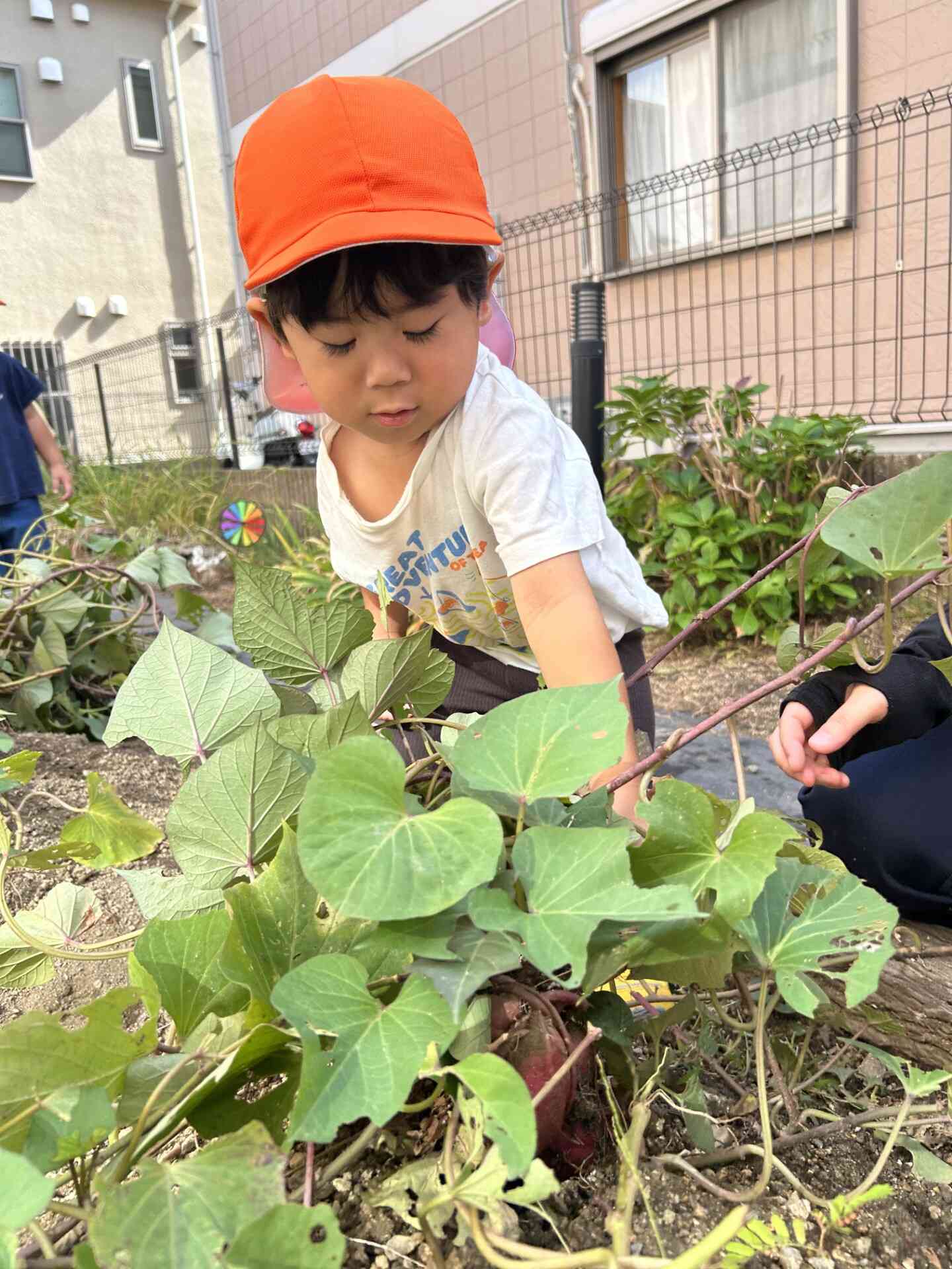 お芋掘り～うさぎ組～