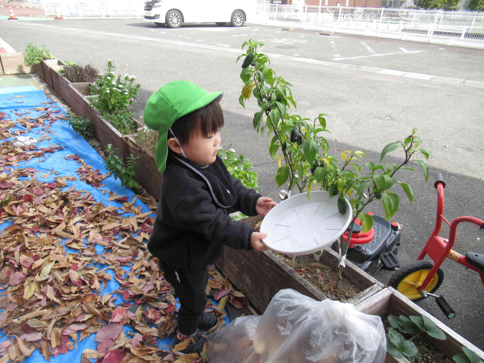 どんぐりよりもピーマン！あれ？とれないな(>_<)