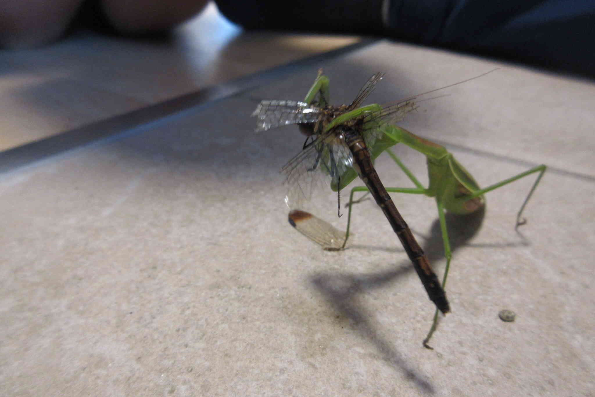 完・自然の摂理・・・