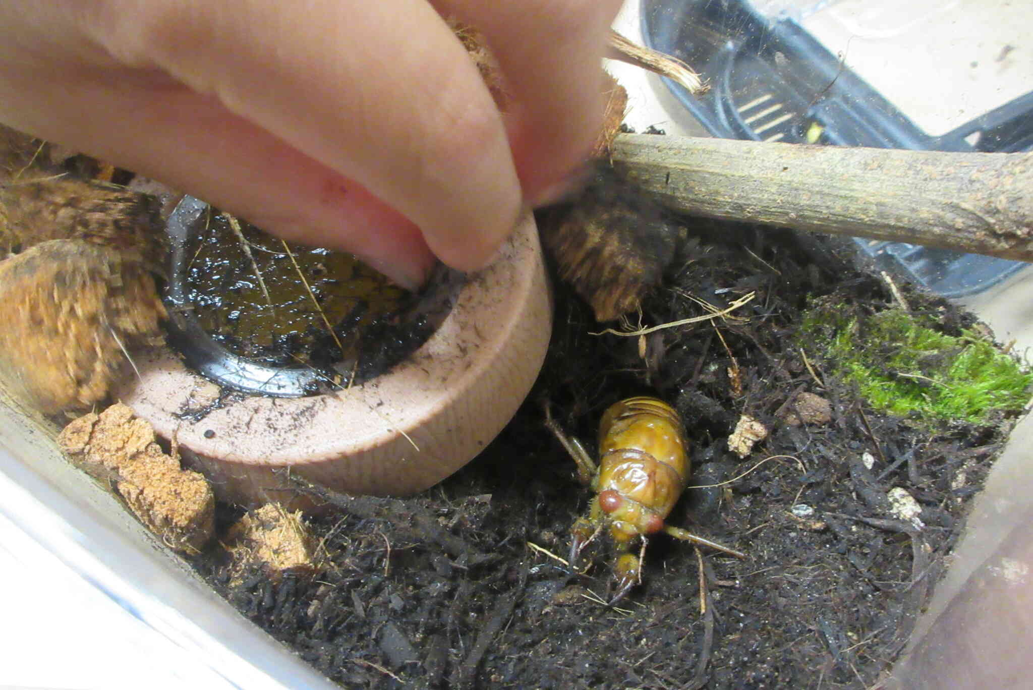 セミの幼虫ってかわいいね