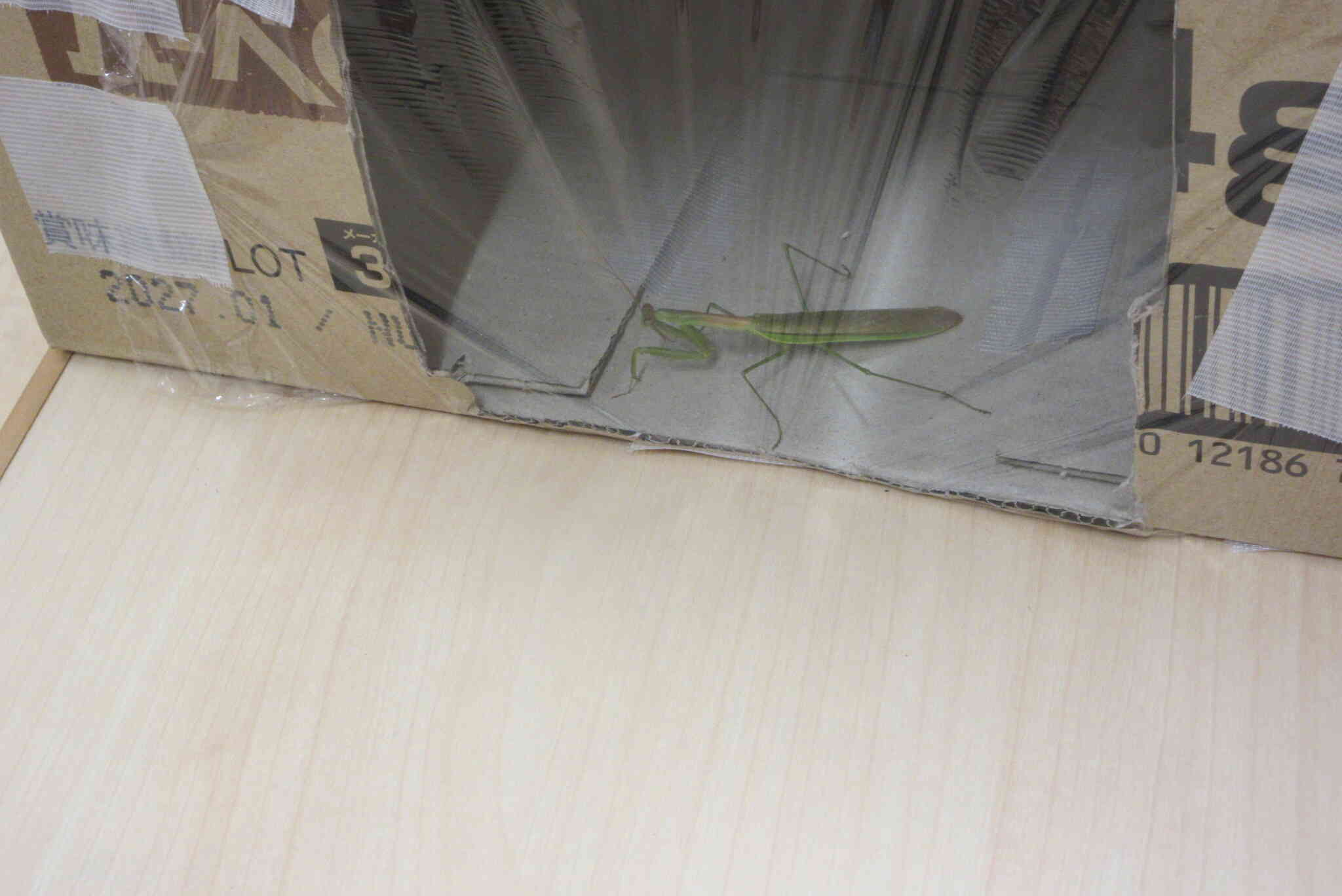 お家をつくったよ