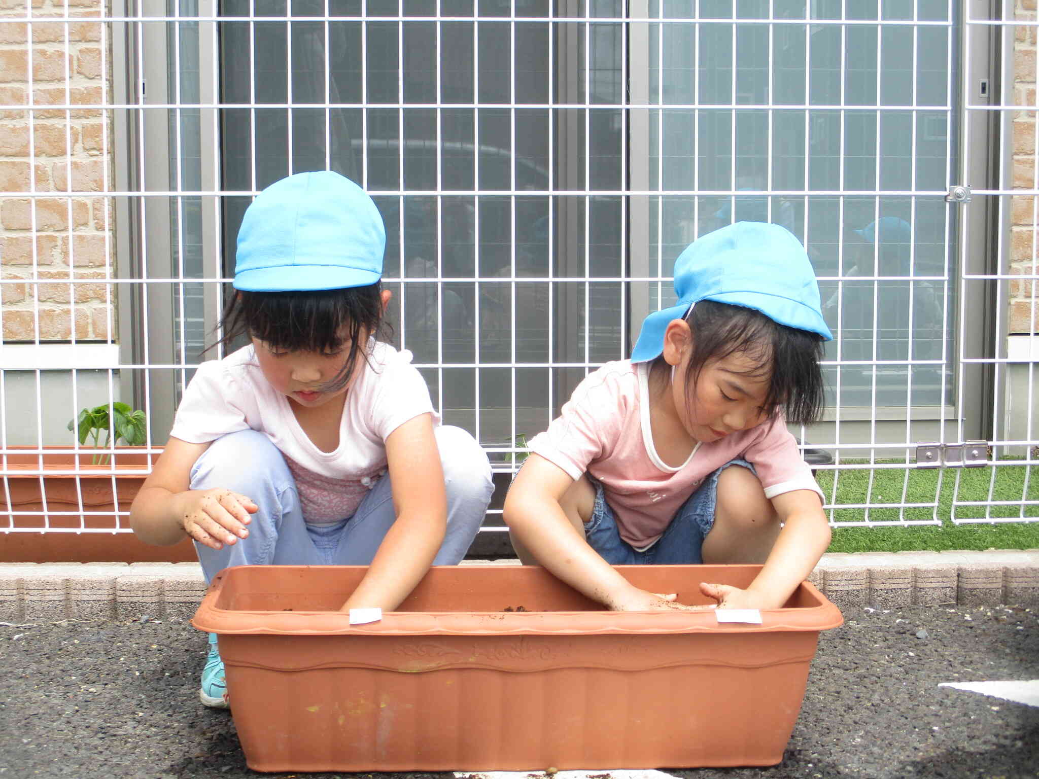 枝豆の種まき（きりん組）｜ニチイキッズ八戸しおかぜ保育園｜ニチイキッズ