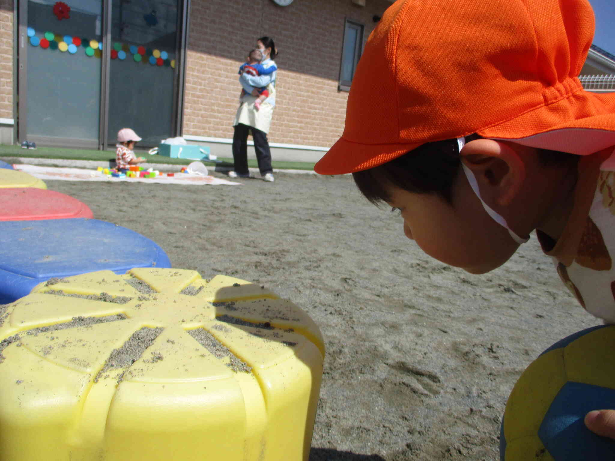 只今、てんとう虫を観察中。