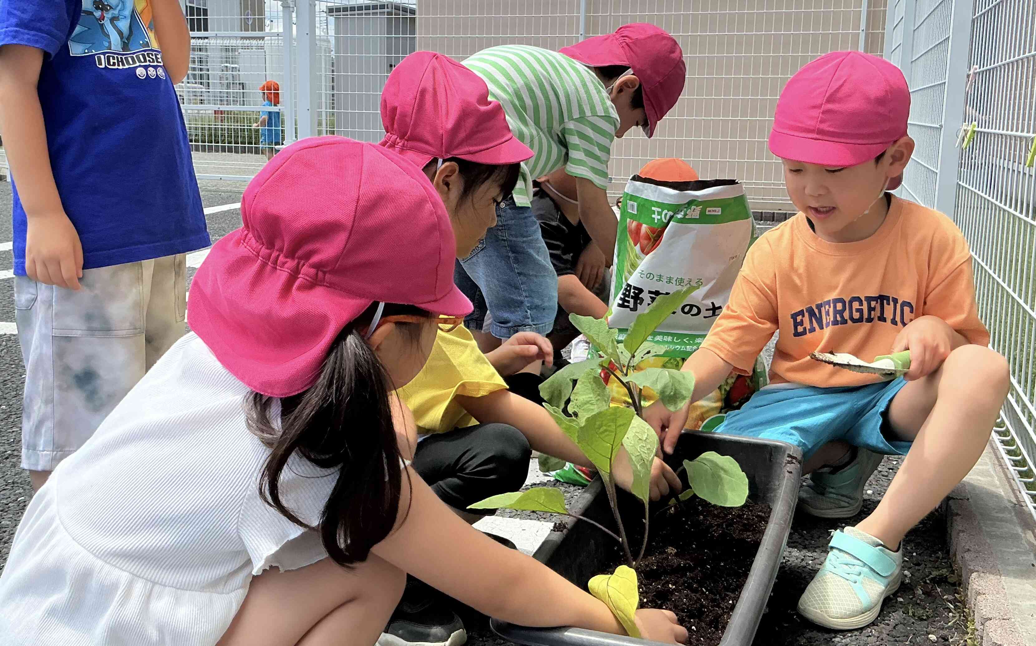 苗植え（5歳児）｜ニチイキッズ八戸しおかぜ保育園｜ニチイキッズ