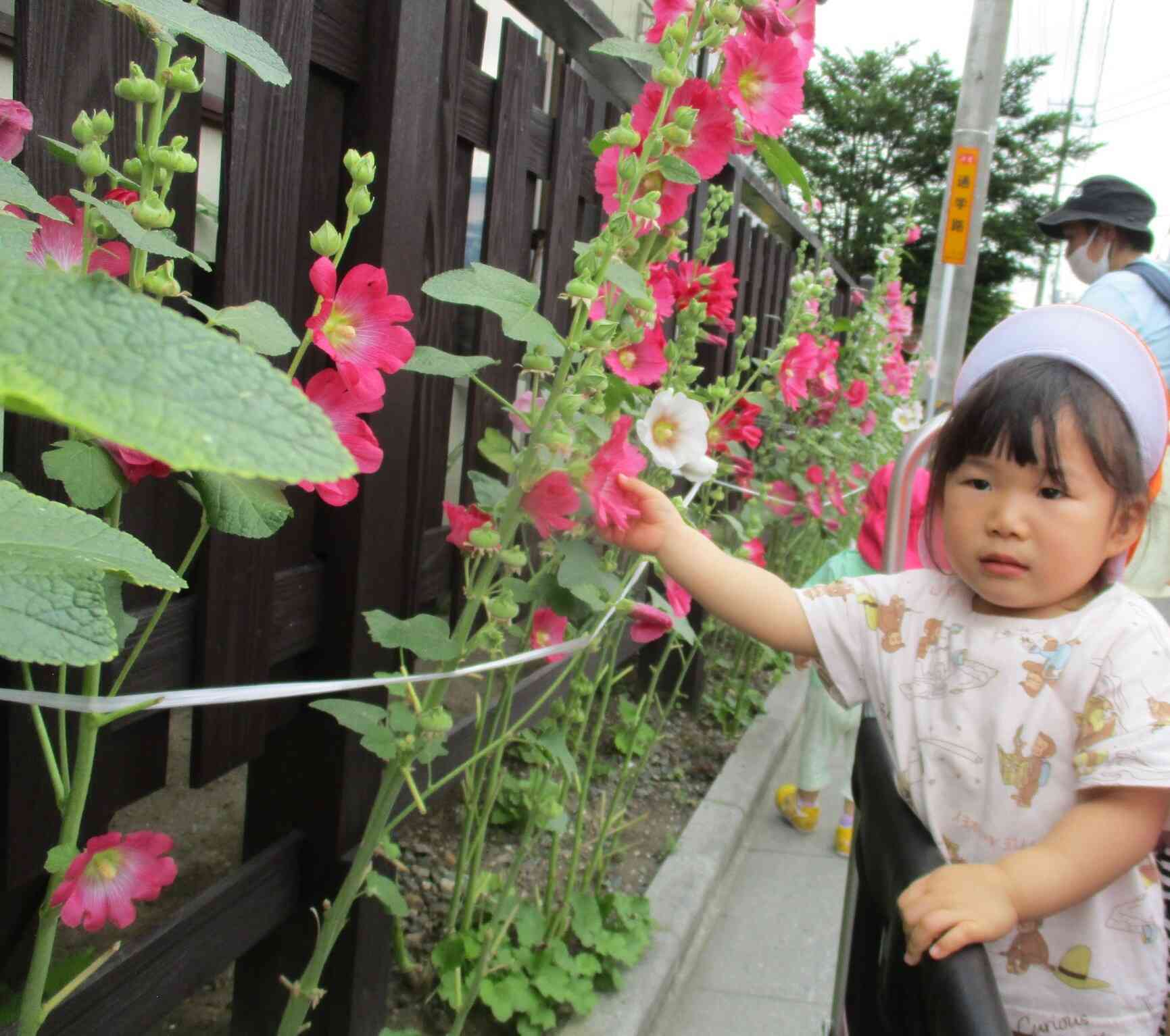 タチアオイのお花綺麗だったね！