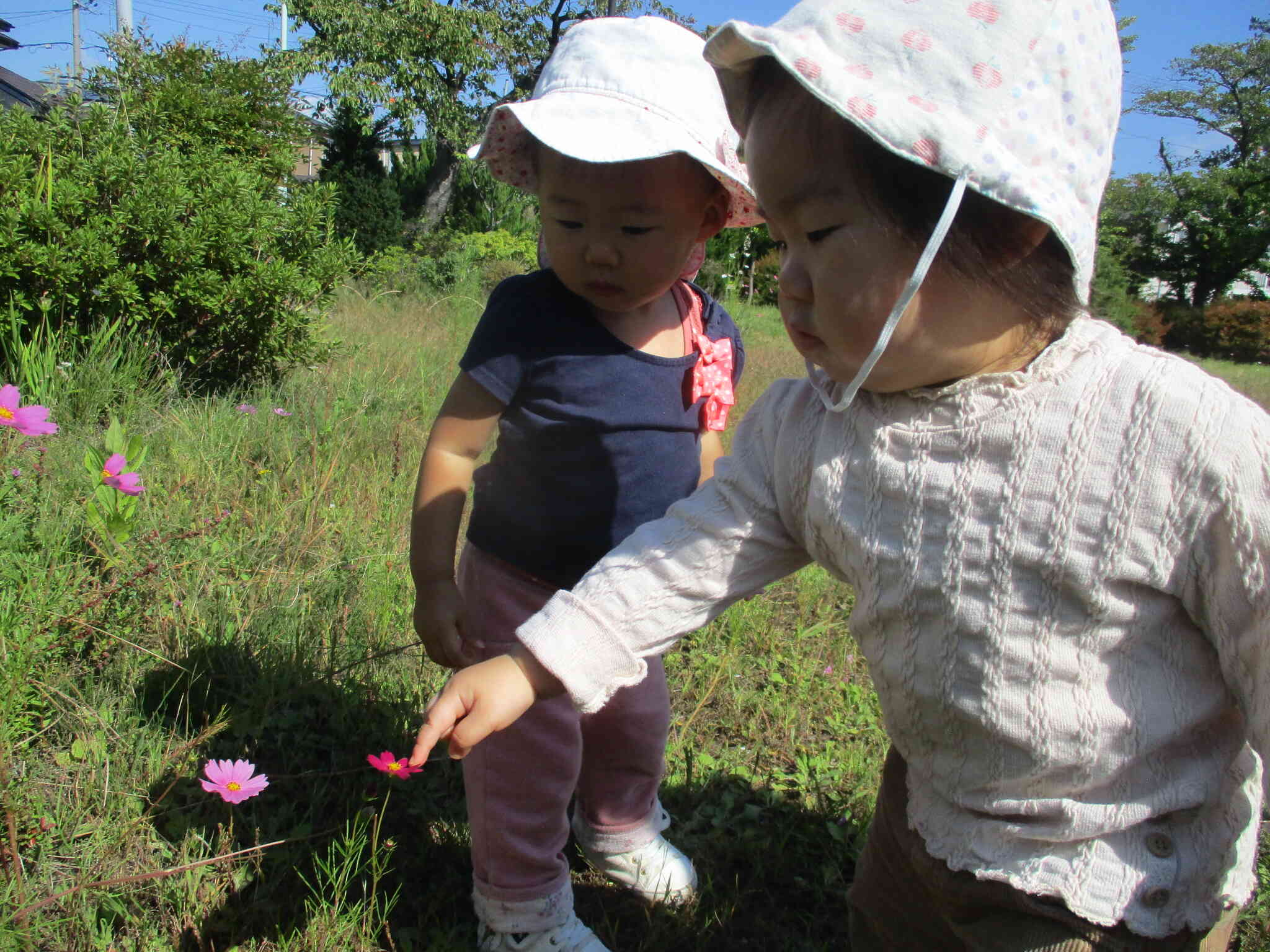 ひよこ組(0歳児)の2人組も、ツンツンとお花に触ることに夢中でした。