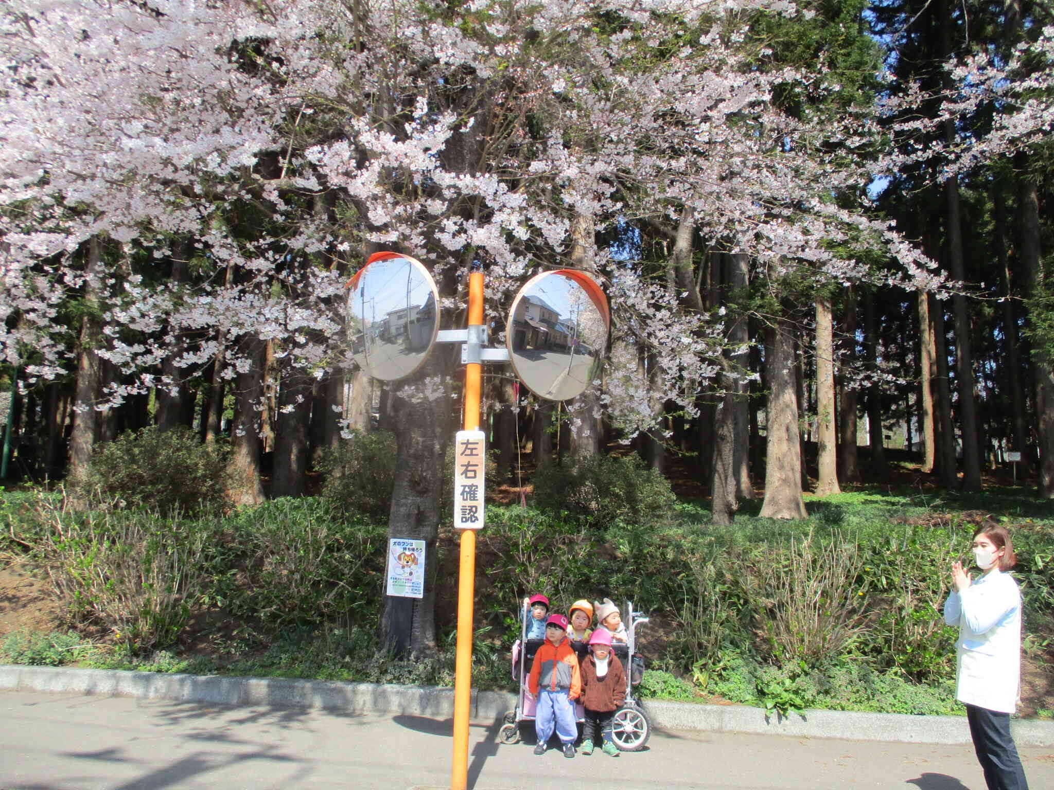 長者山の満開の桜が、みんなを見守ってくれているようでした。