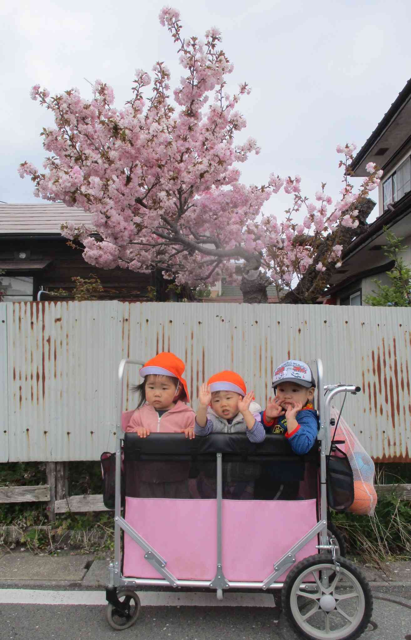 遅咲きの桜を見つけてあひる組（1歳児）で写真撮影