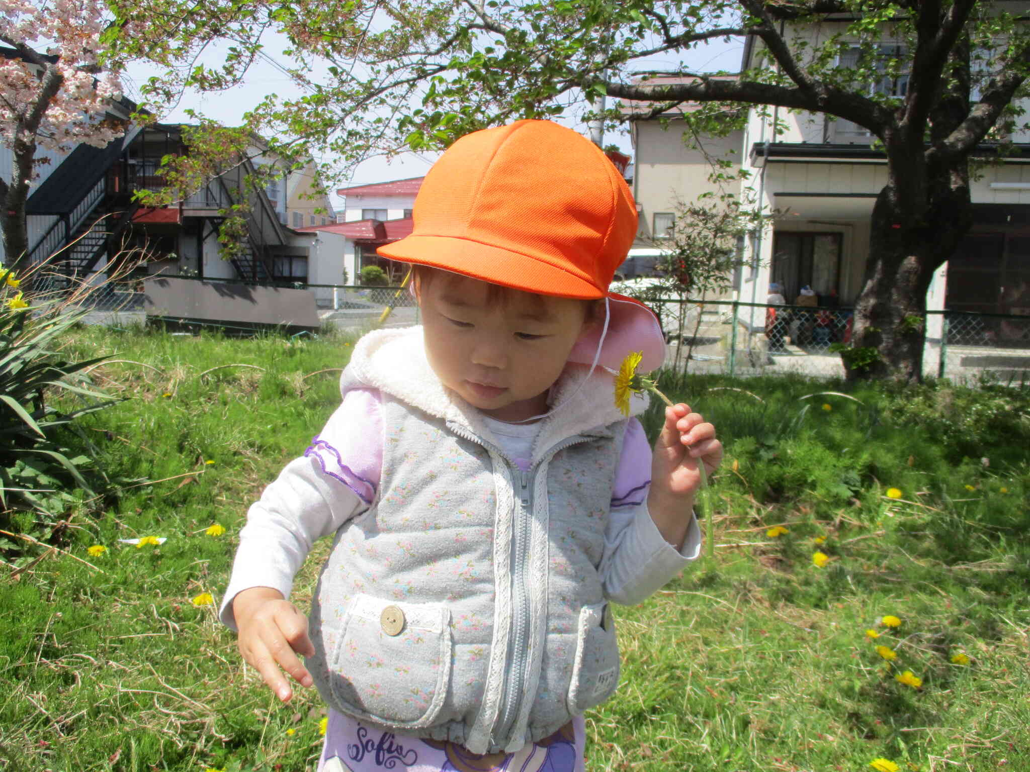 大きいタンポポ、発見！タンポポ探しの名人です！
