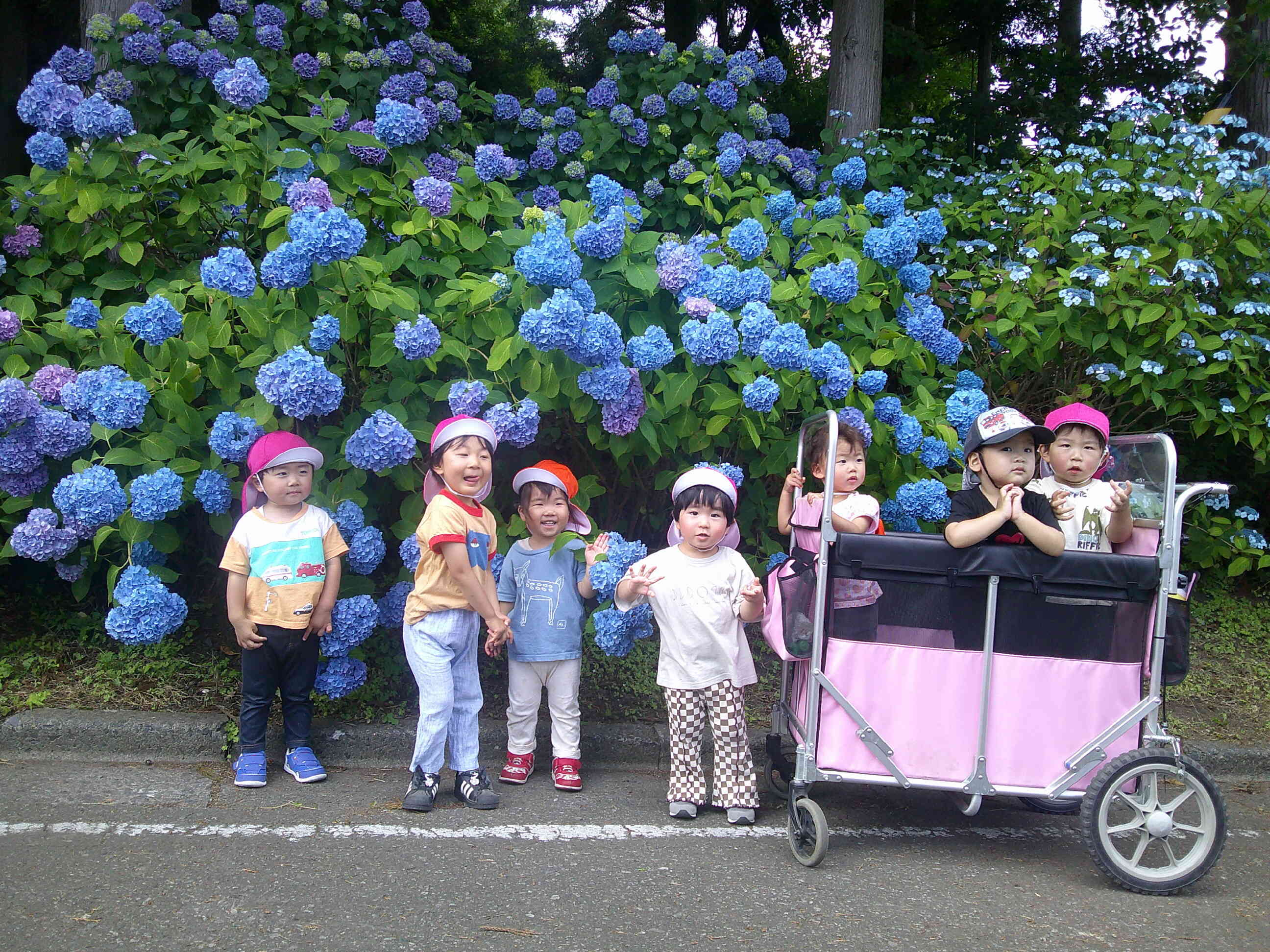 満開の紫陽花がきれいだったね！