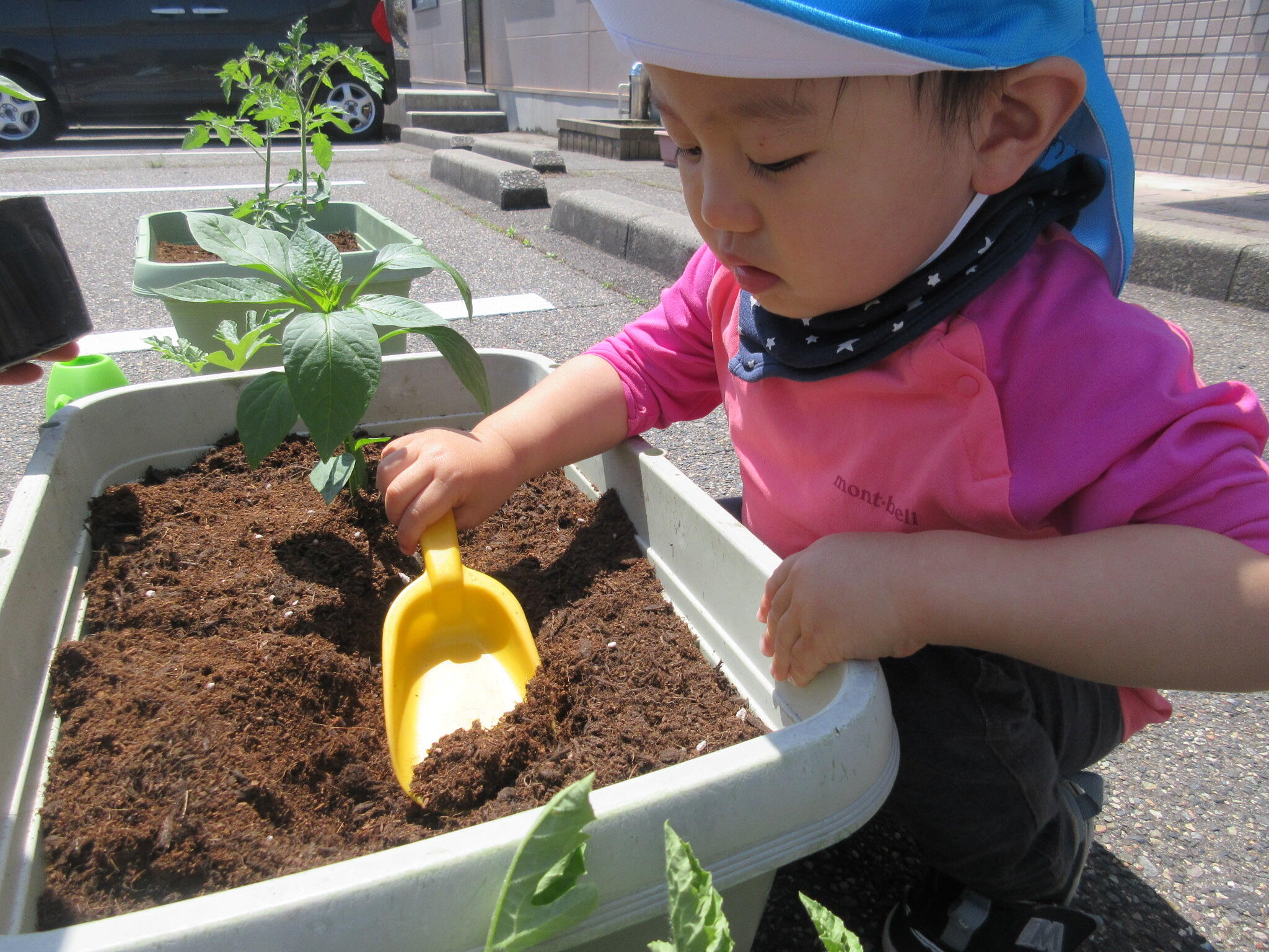 食育の日～野菜の苗を植えよう～