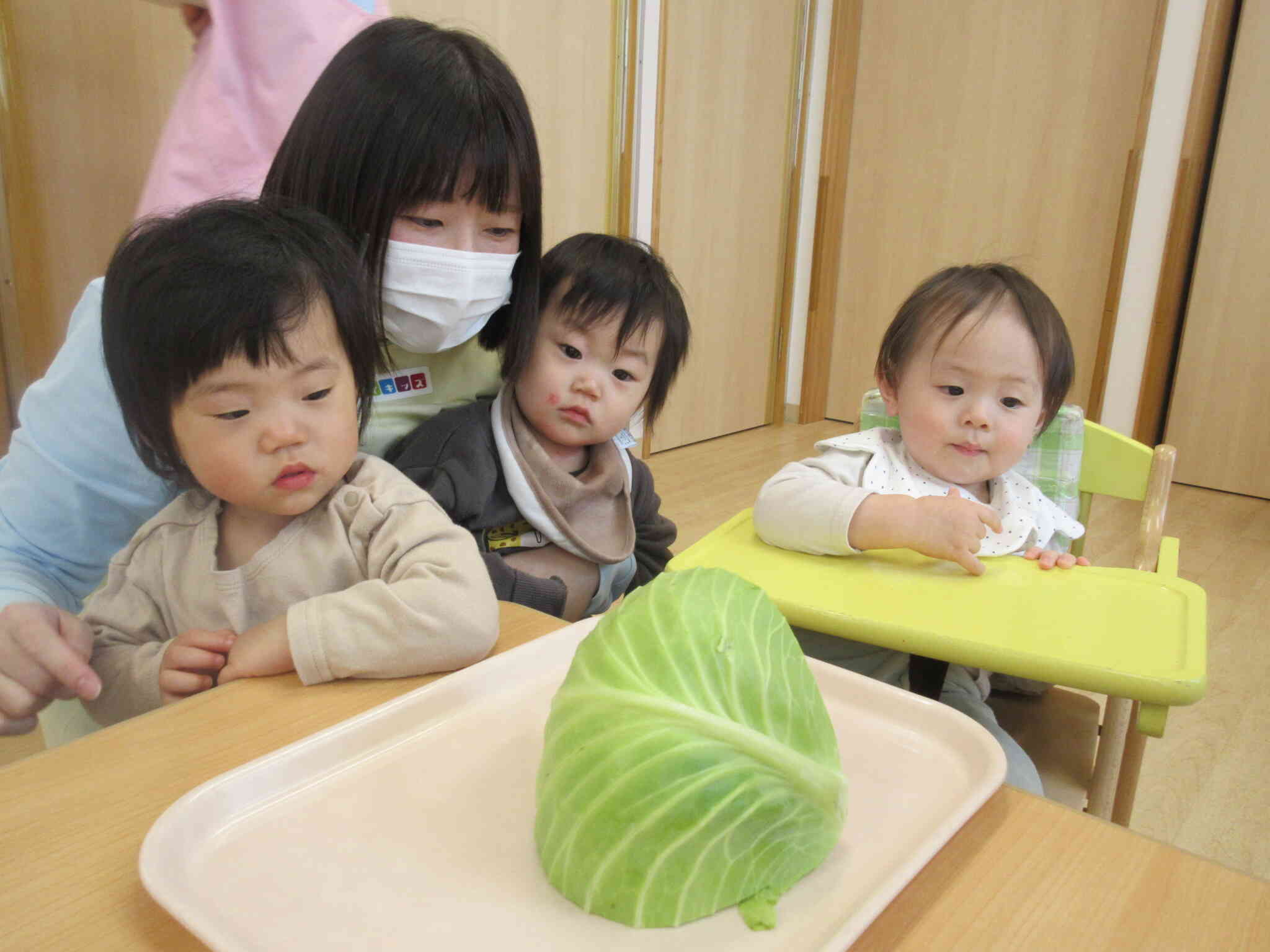 食育の日～春キャベツの観察とキャベツちぎり～