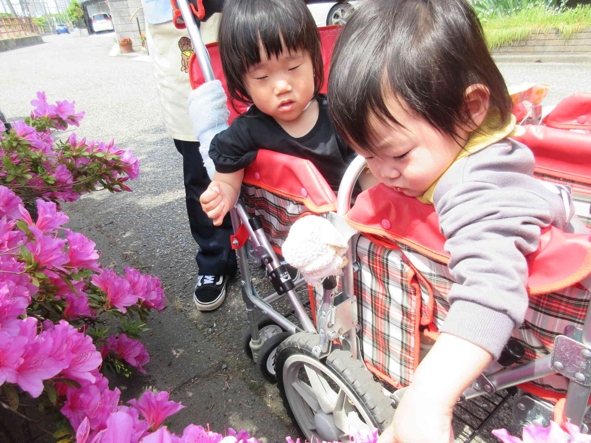 同中にもたくさんお花が咲いていました