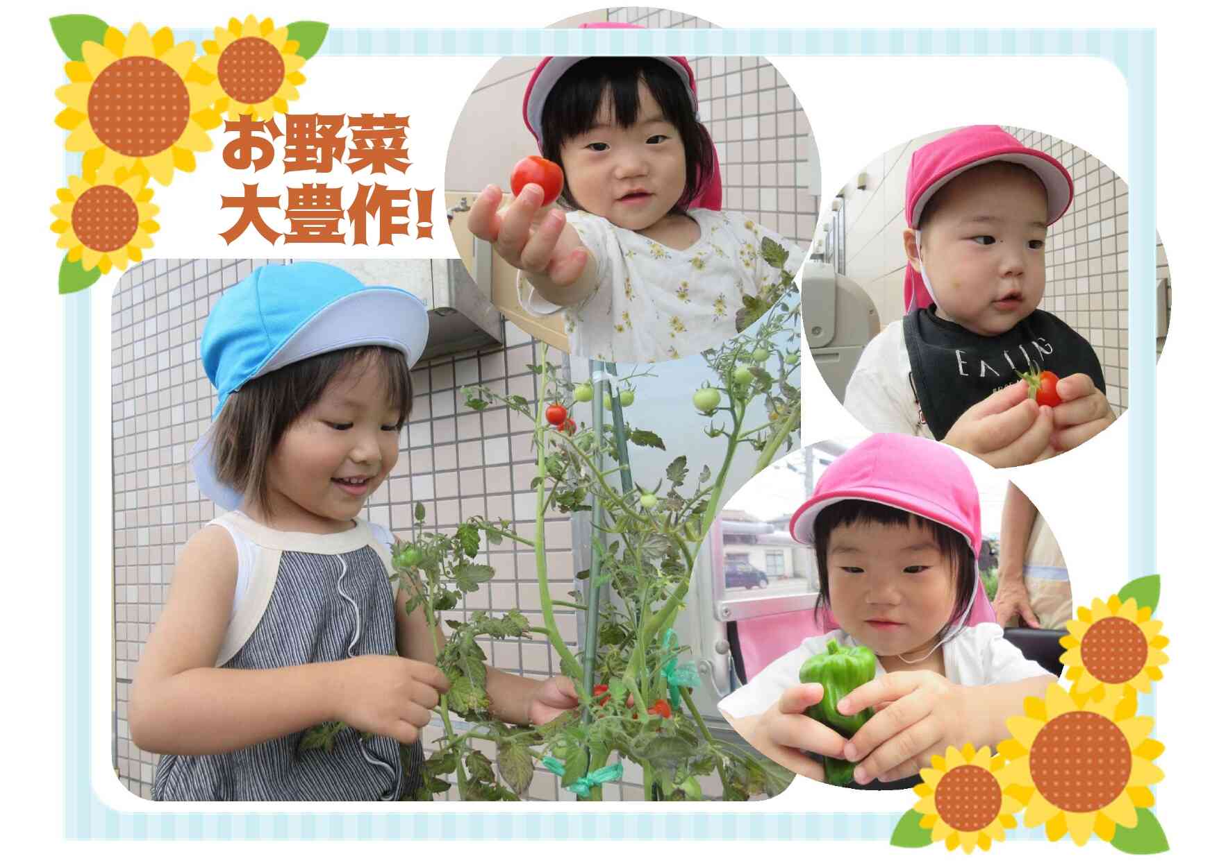 収穫した野菜でピザを作りました
