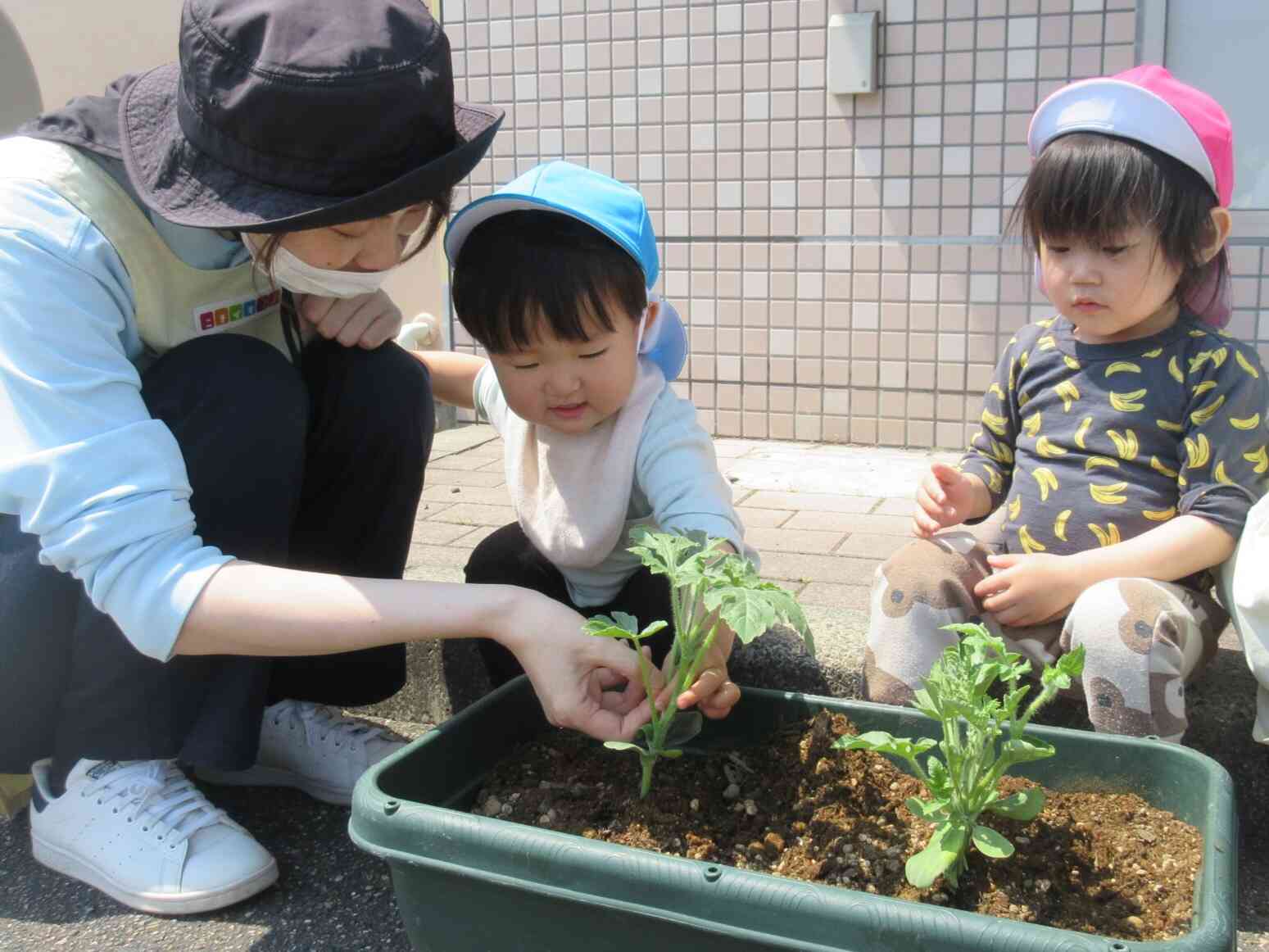 葉っぱの形がみんな違うね