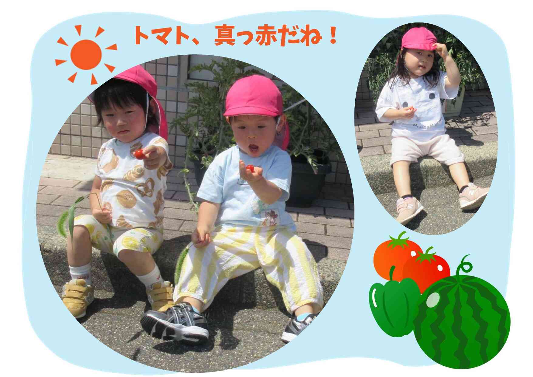 はくさんうら農園の野菜が元気に育っています