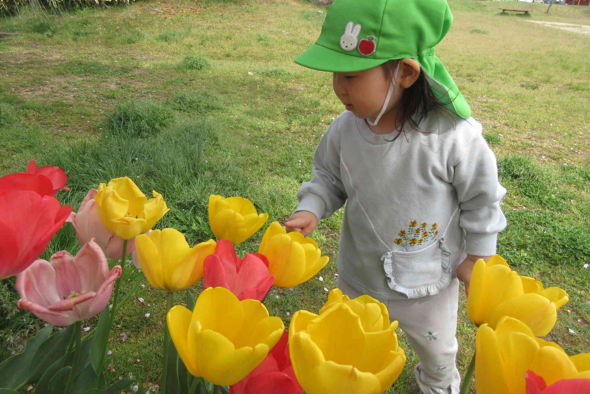 ♬さいた～さいた～チューリップの花が～♪