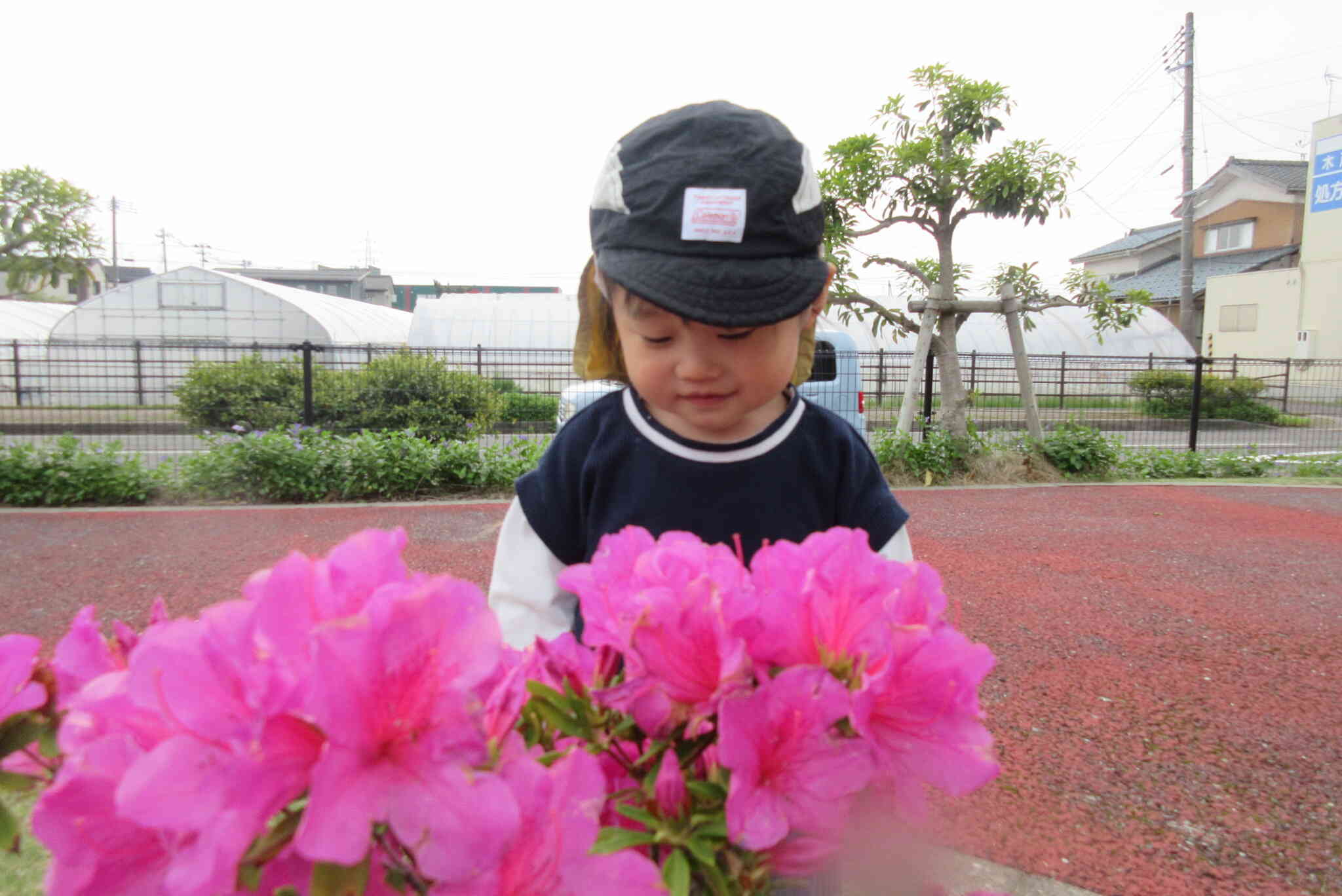 ピンク色のお花　きれい