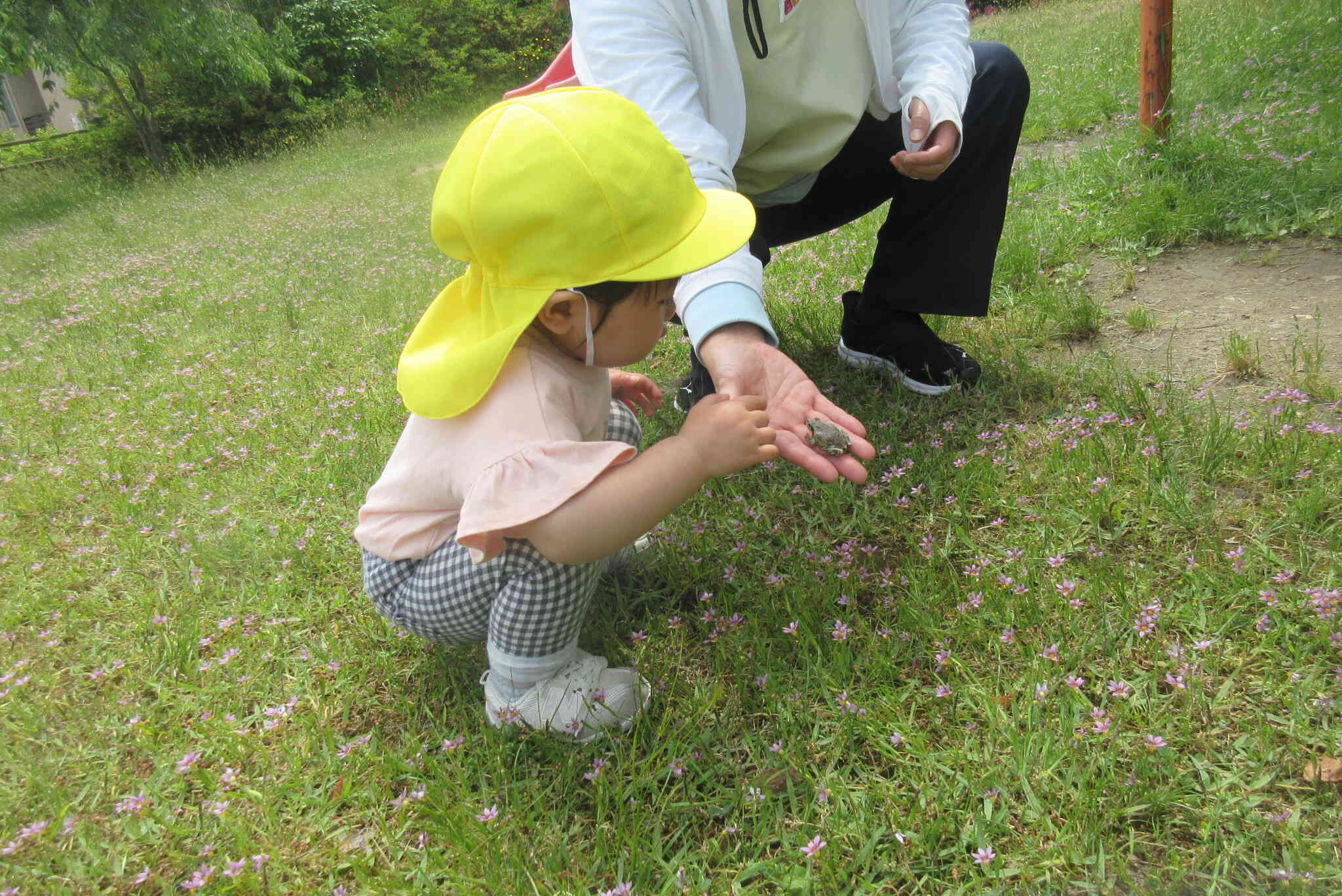 カエルを触ってみたよ！