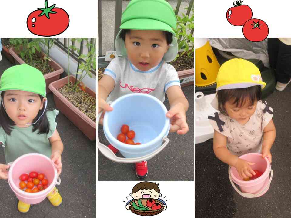 バケツの中にトマトいっぱいだよ♪