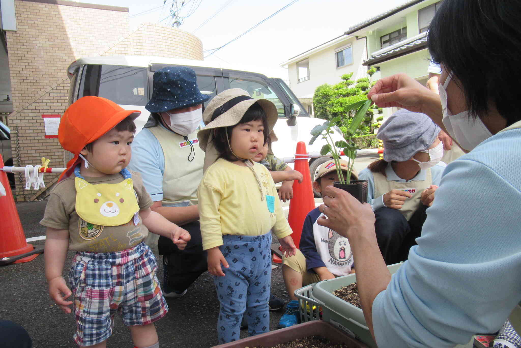 苗を植えよう!