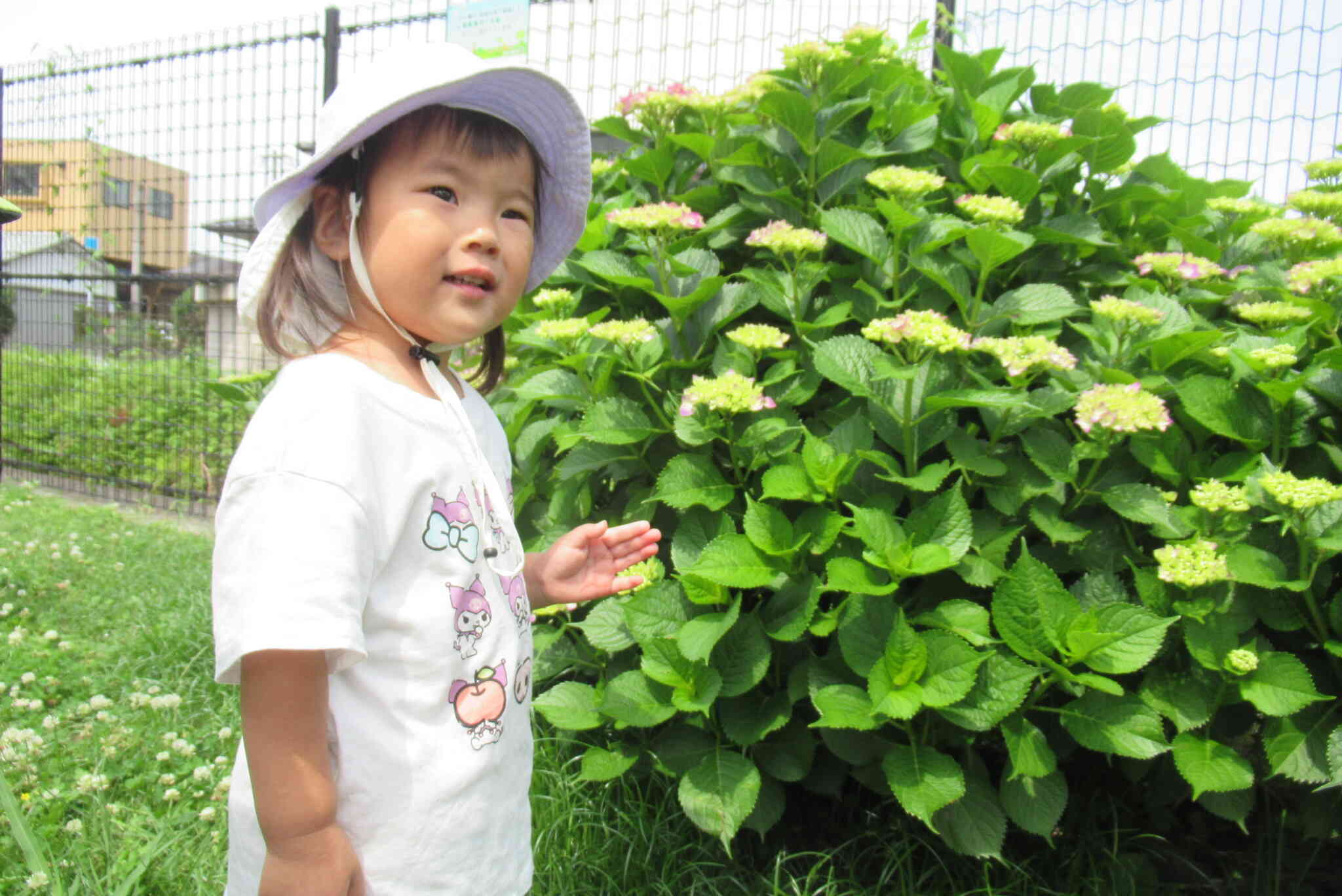 紫陽花も咲き始めていましたよ。