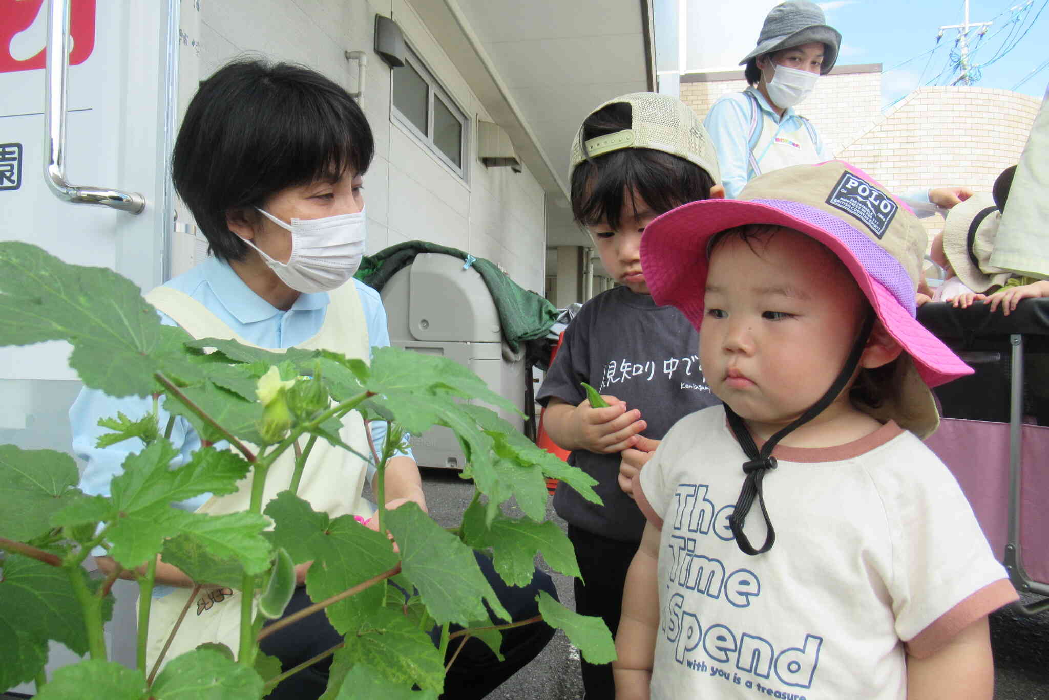 オクラの花も咲いてたよ。