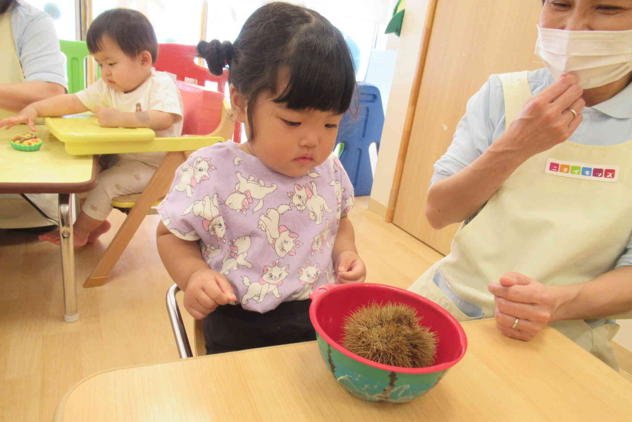 栗のとげを観察中です!!
