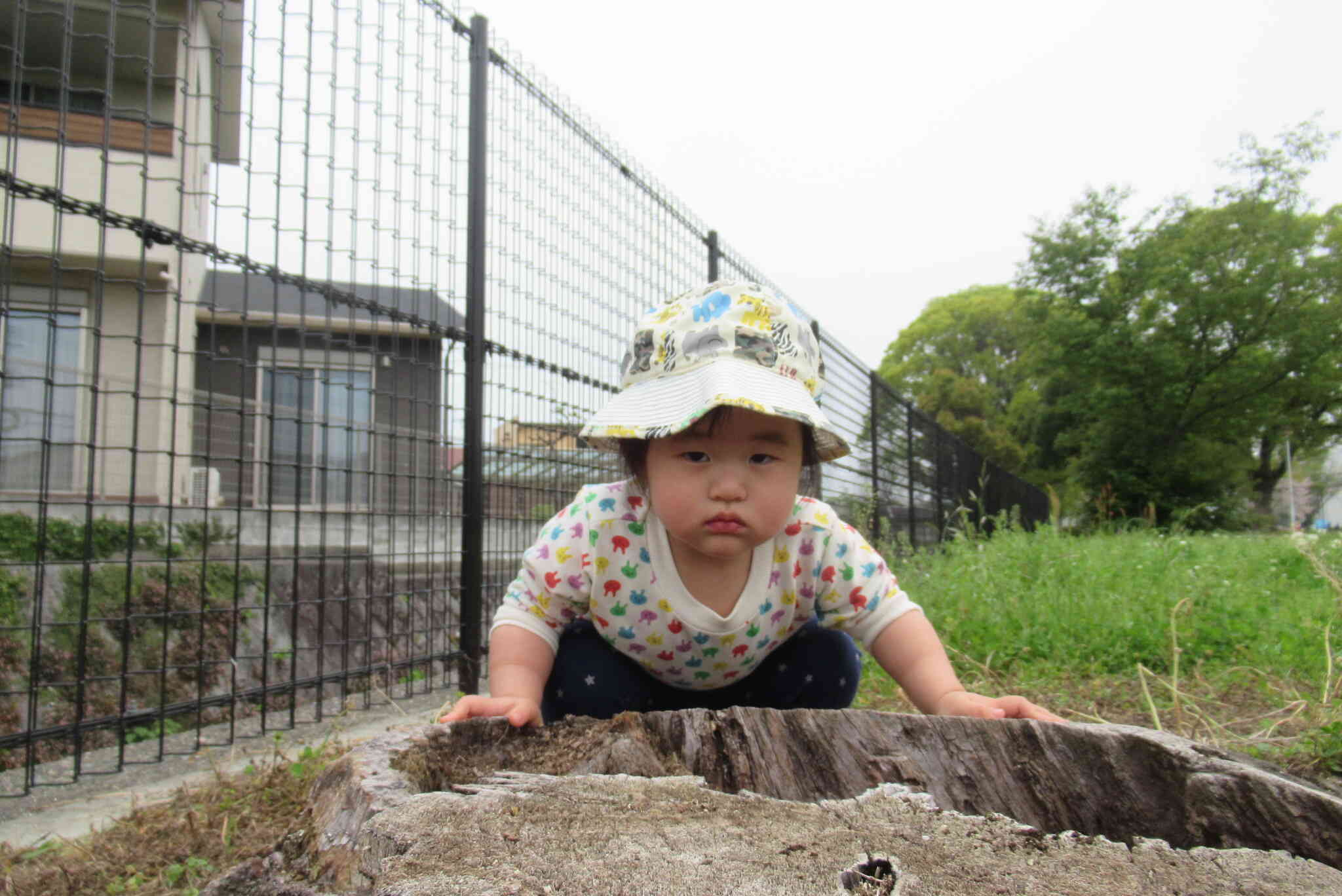 切り株の中は何があるかな？