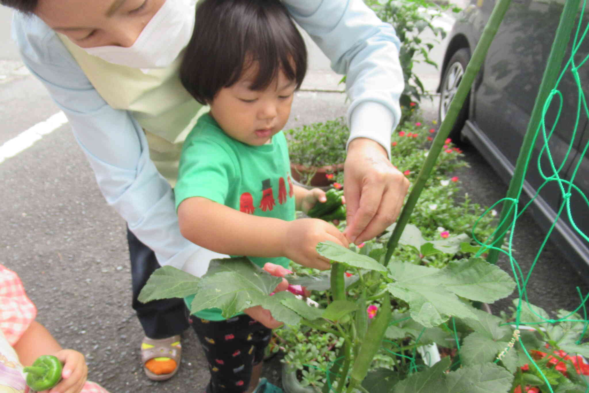 野菜の収穫