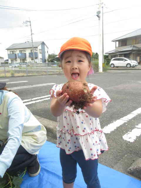 大きなさつまいも発見☆☆