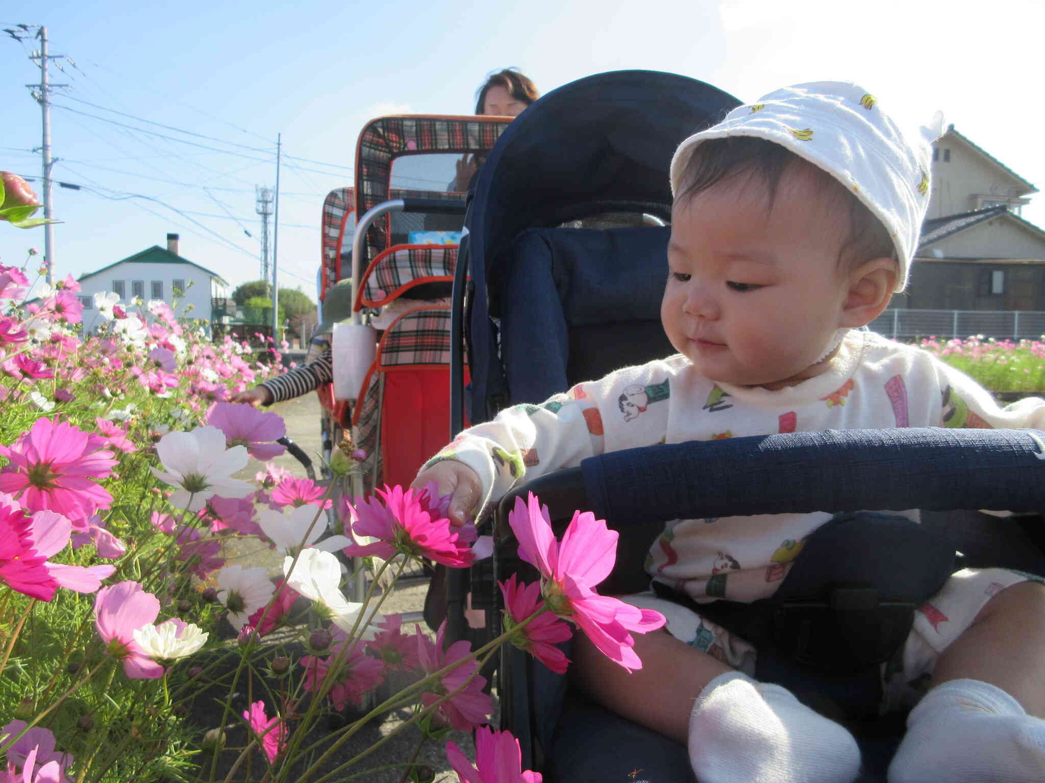 コスモス畑にお散歩(0歳児）