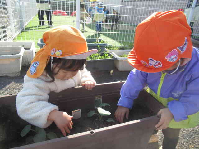 ブロッコリーの苗とほうれん草の種を植えたよ⭐︎
