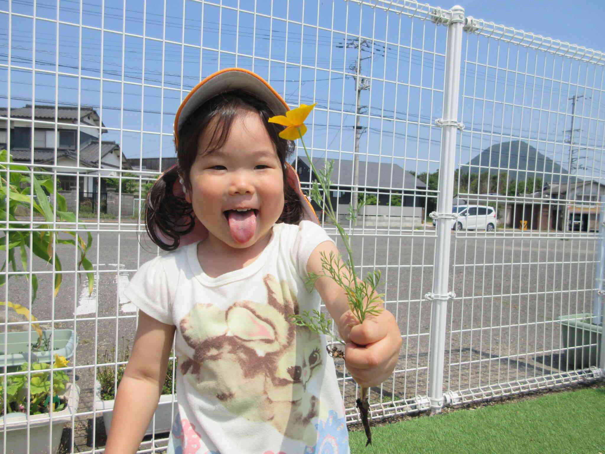 にんじんの花が！