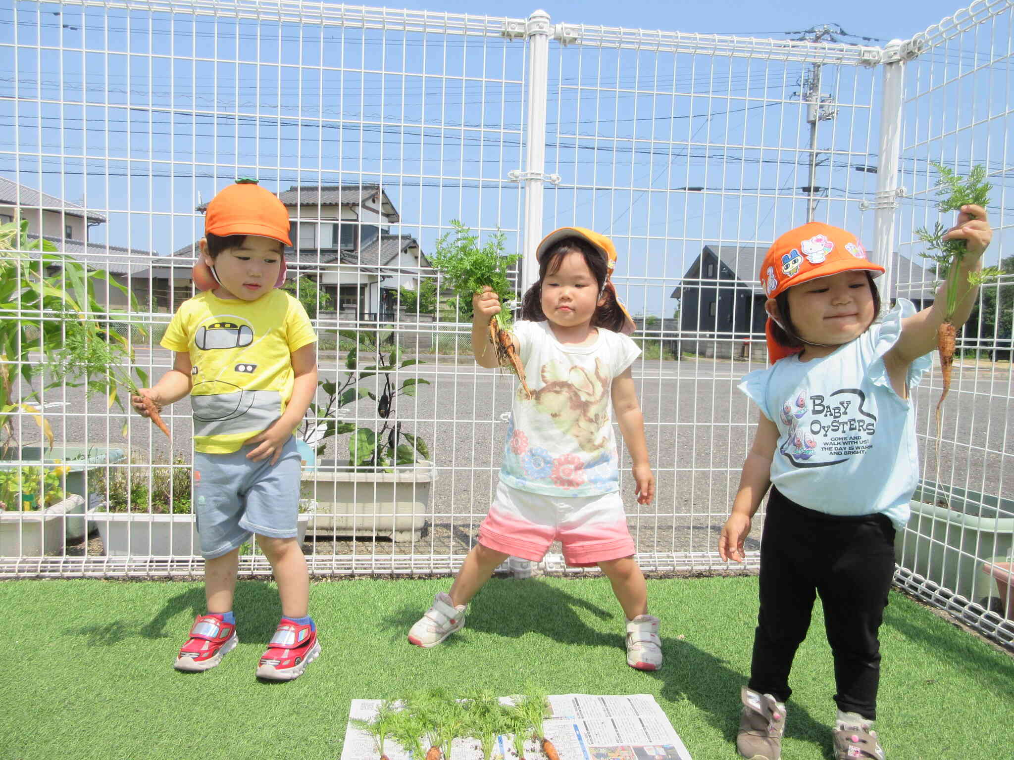  タネから育ったにんじんの収穫⭐︎