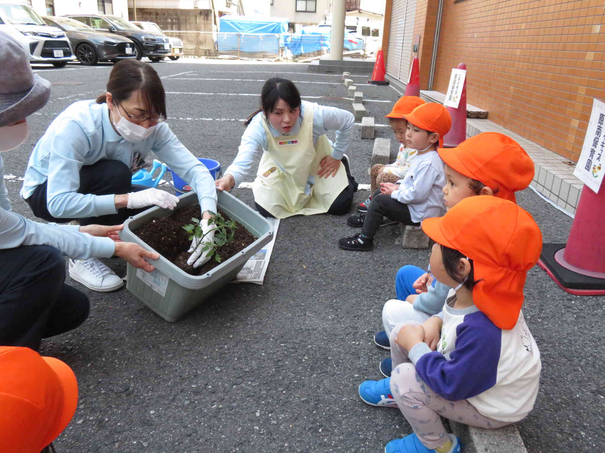 ちいさな苗がどのように生長（成長）するのでしょうか。