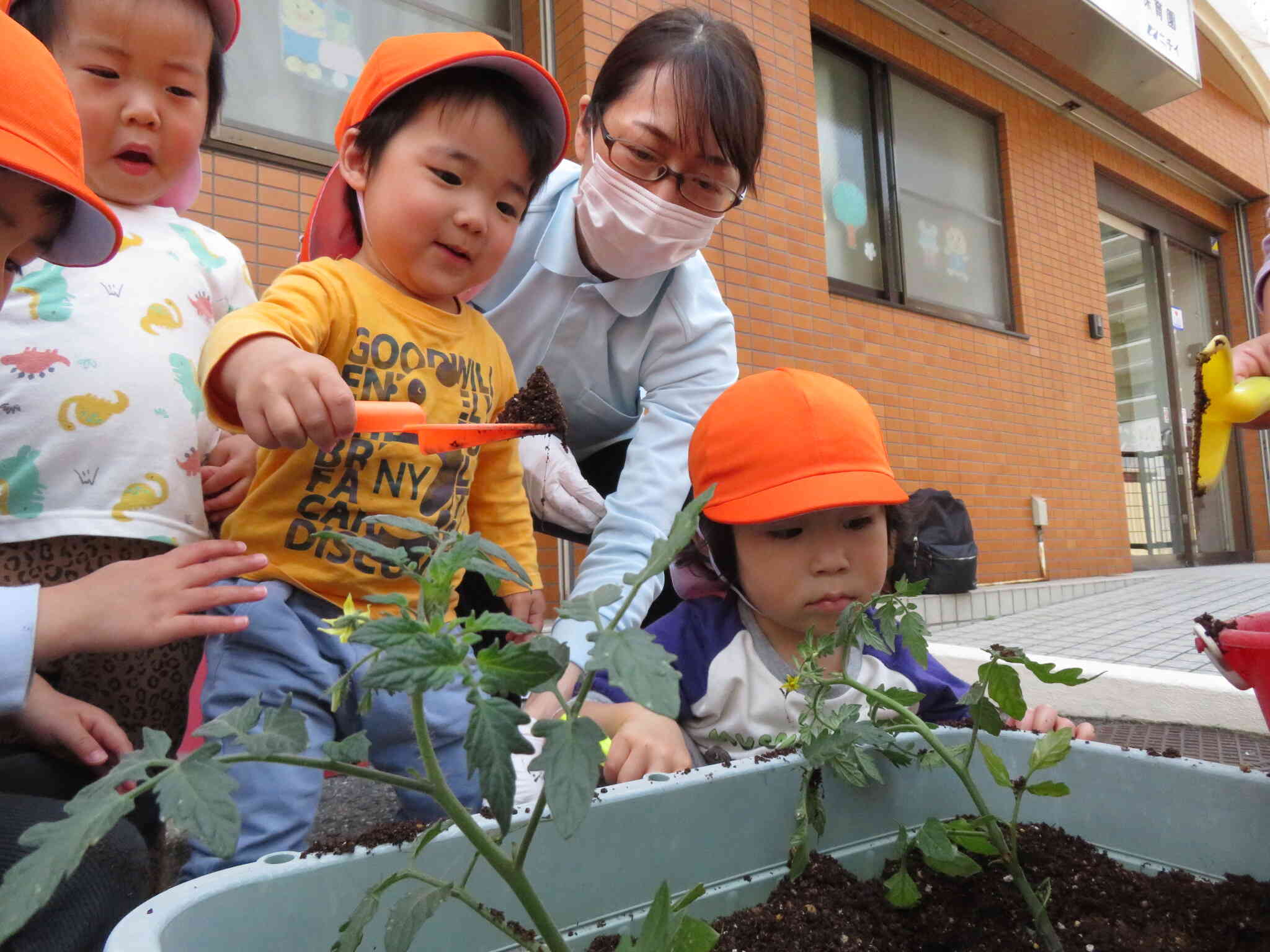 トマトの苗植え