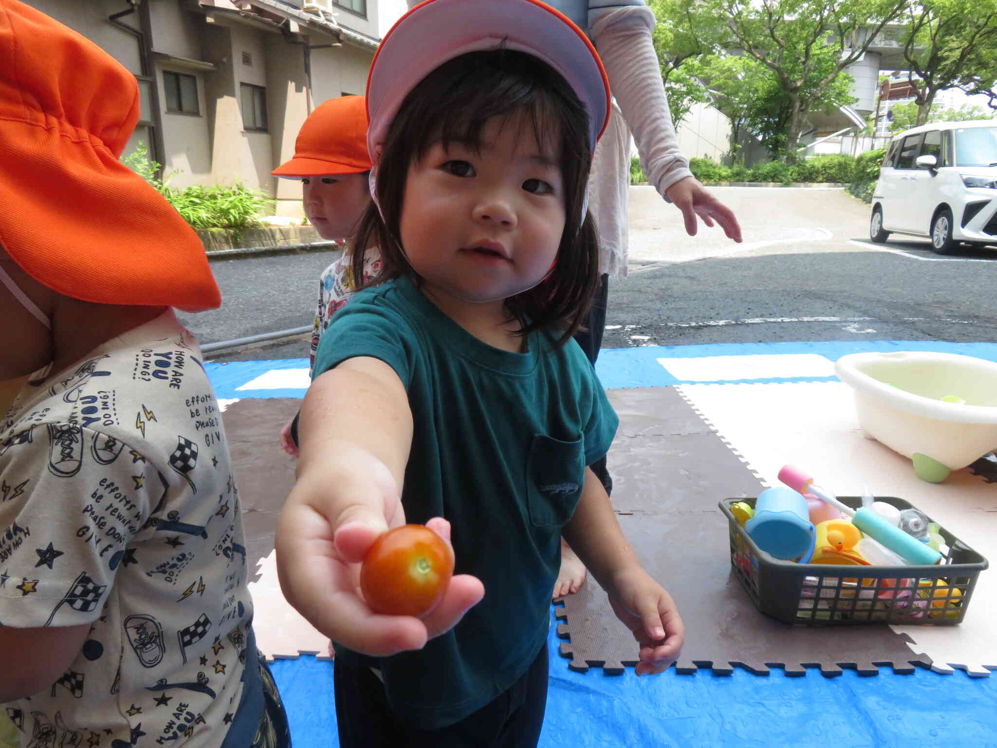 トマトの収穫