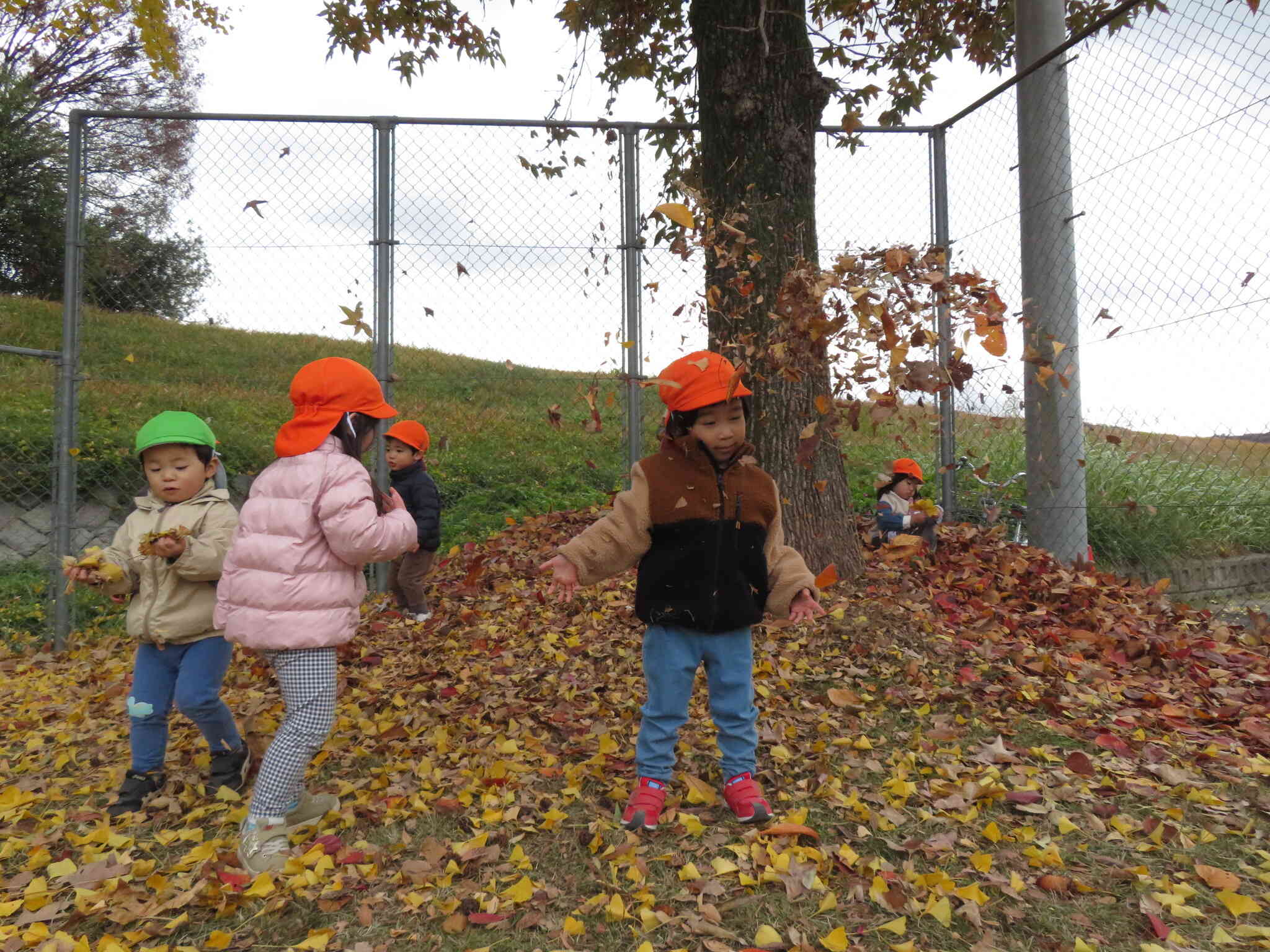 舞い落ちてくる葉っぱ