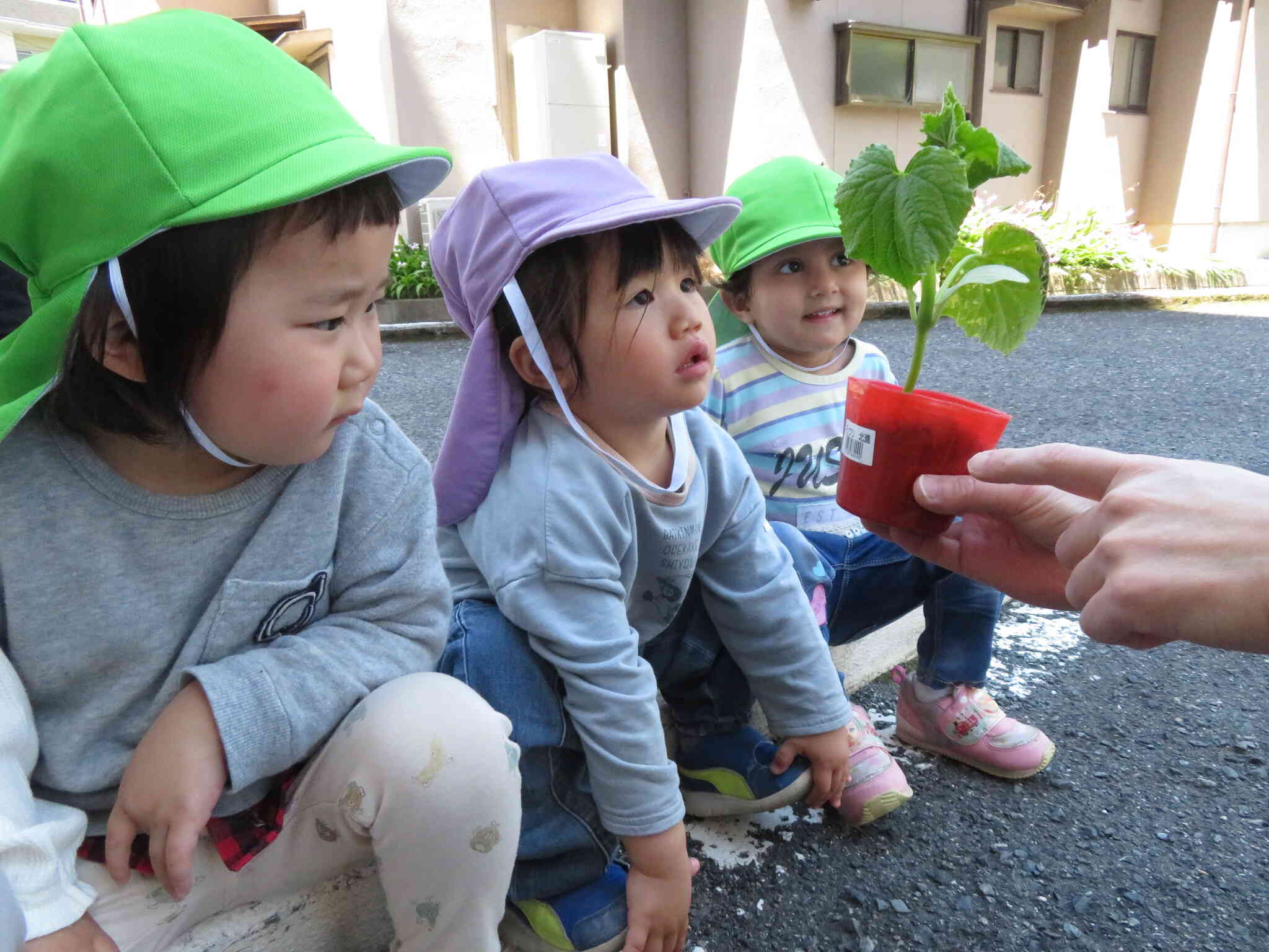 キュウリの苗植え