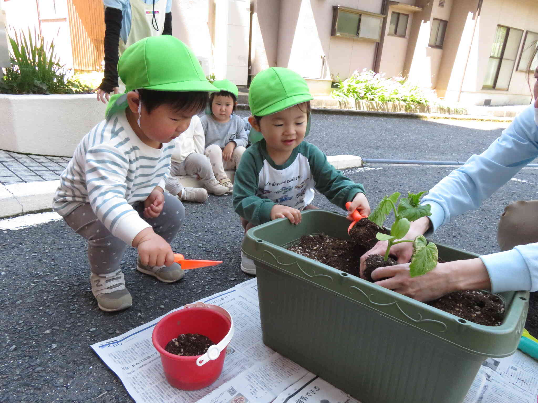 自分達が植えたキュウリ