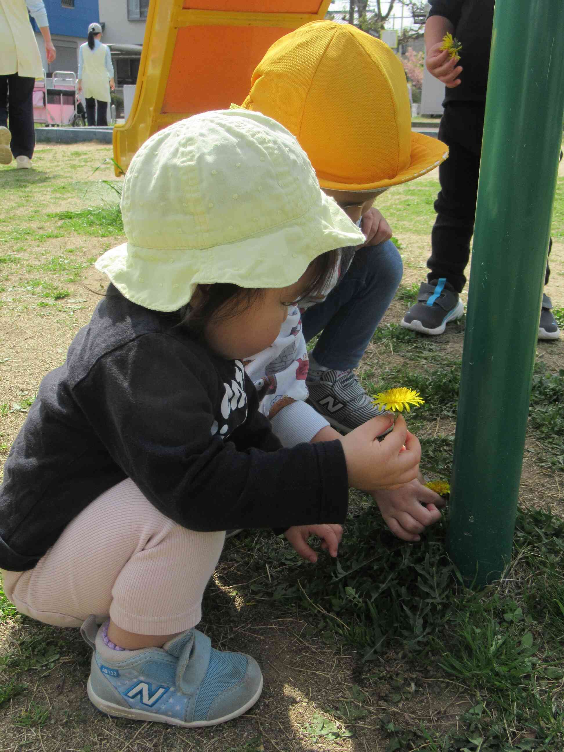 たんぽぽ、みーつけた！