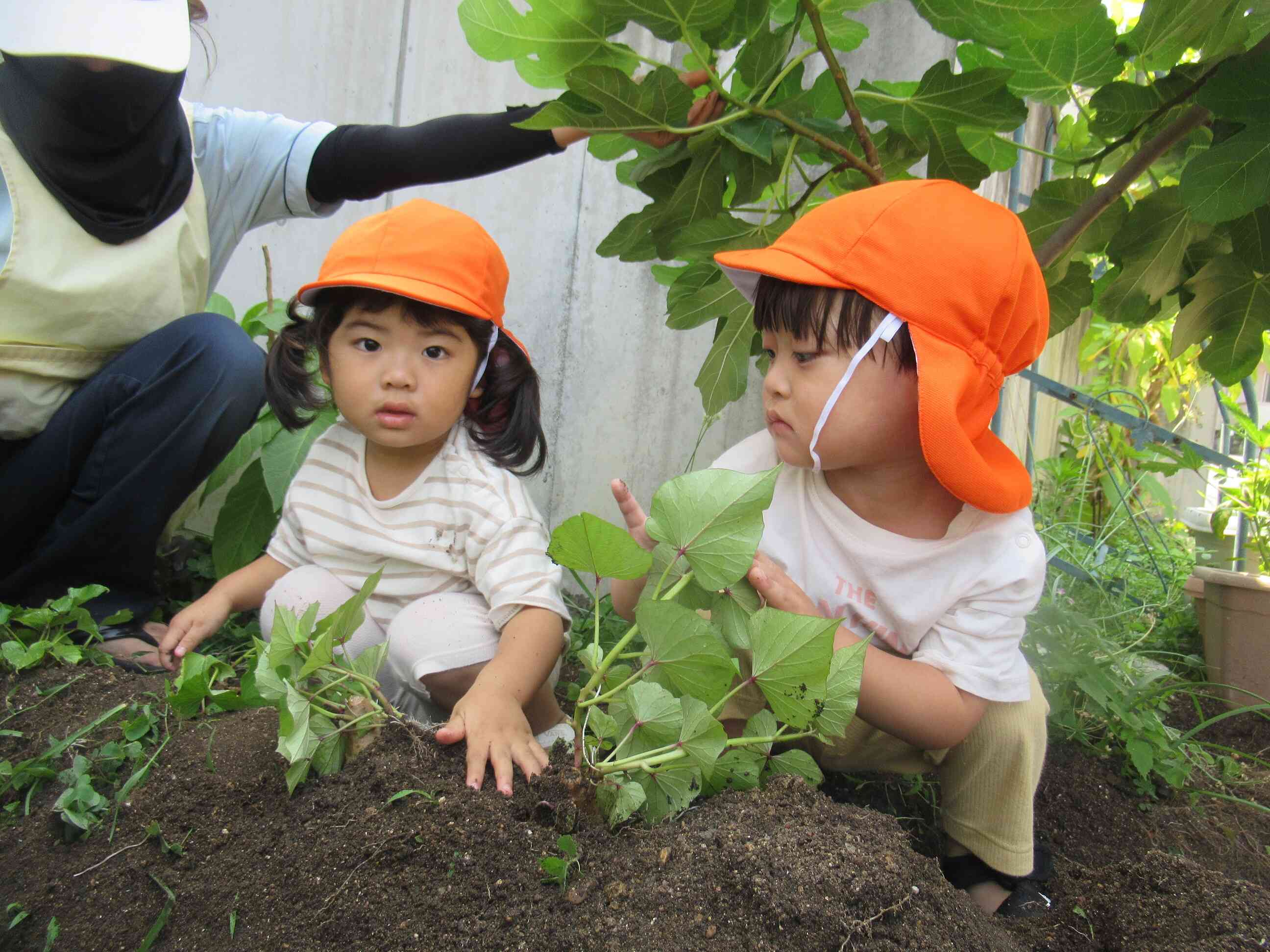 うさぎぐみさんは、お芋の苗を植えたよ！　